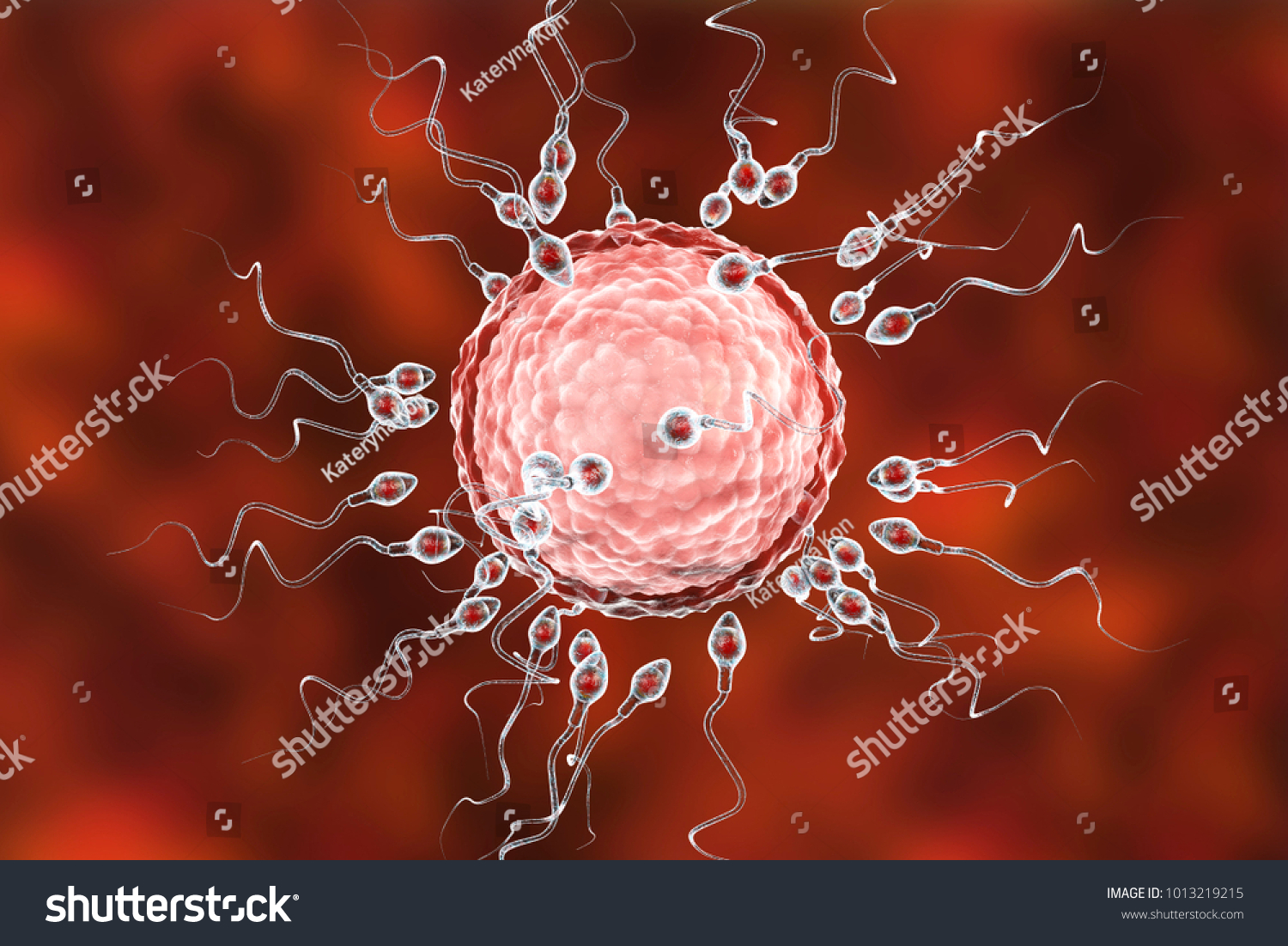 Fertilization Human Egg Cell By Spermatozoan Stock Illustration ...