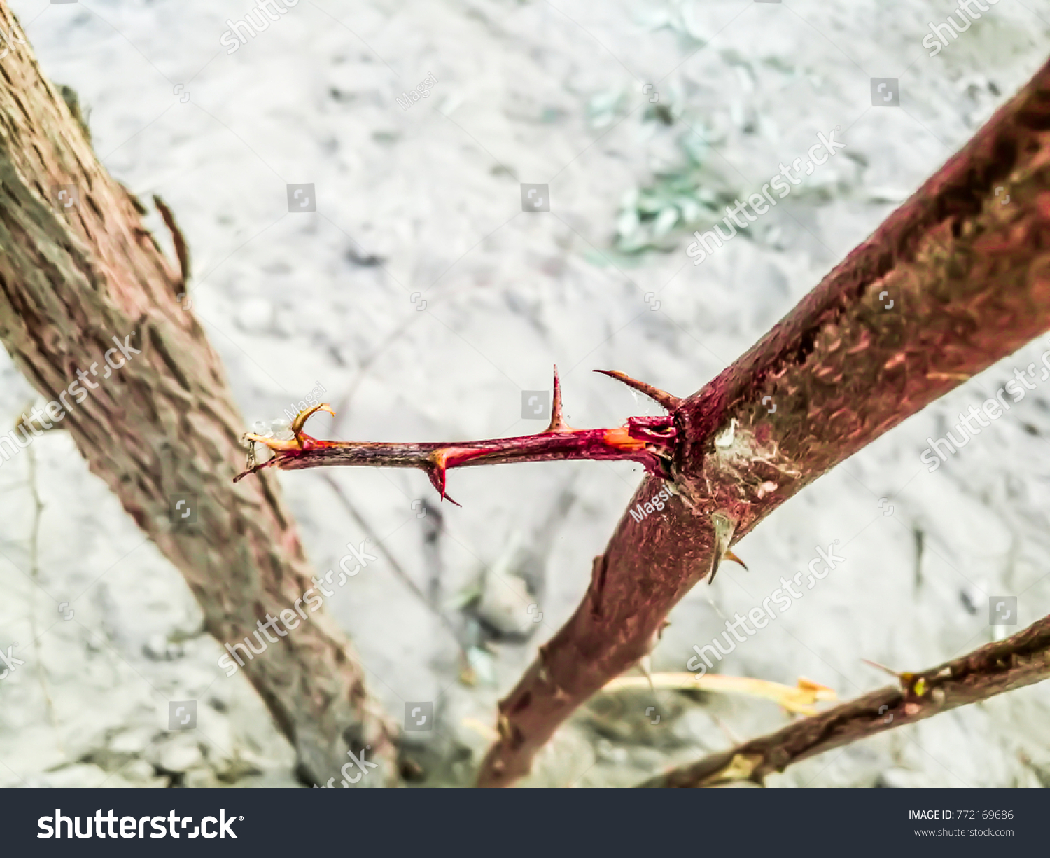 Few Very Sharp Dangerous Jujube Tree Stock Photo Edit Now Few Very Sharp Dangerous Jujube Tree Stock Photo Edit Now