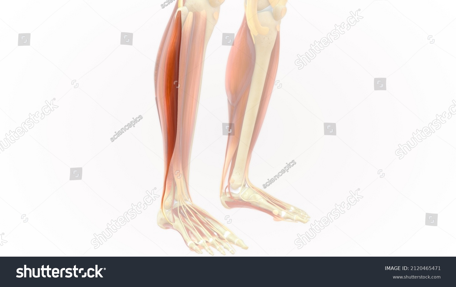 Fibularis Longus Anatomy 3d Illustration Stock Illustration 2120465471 