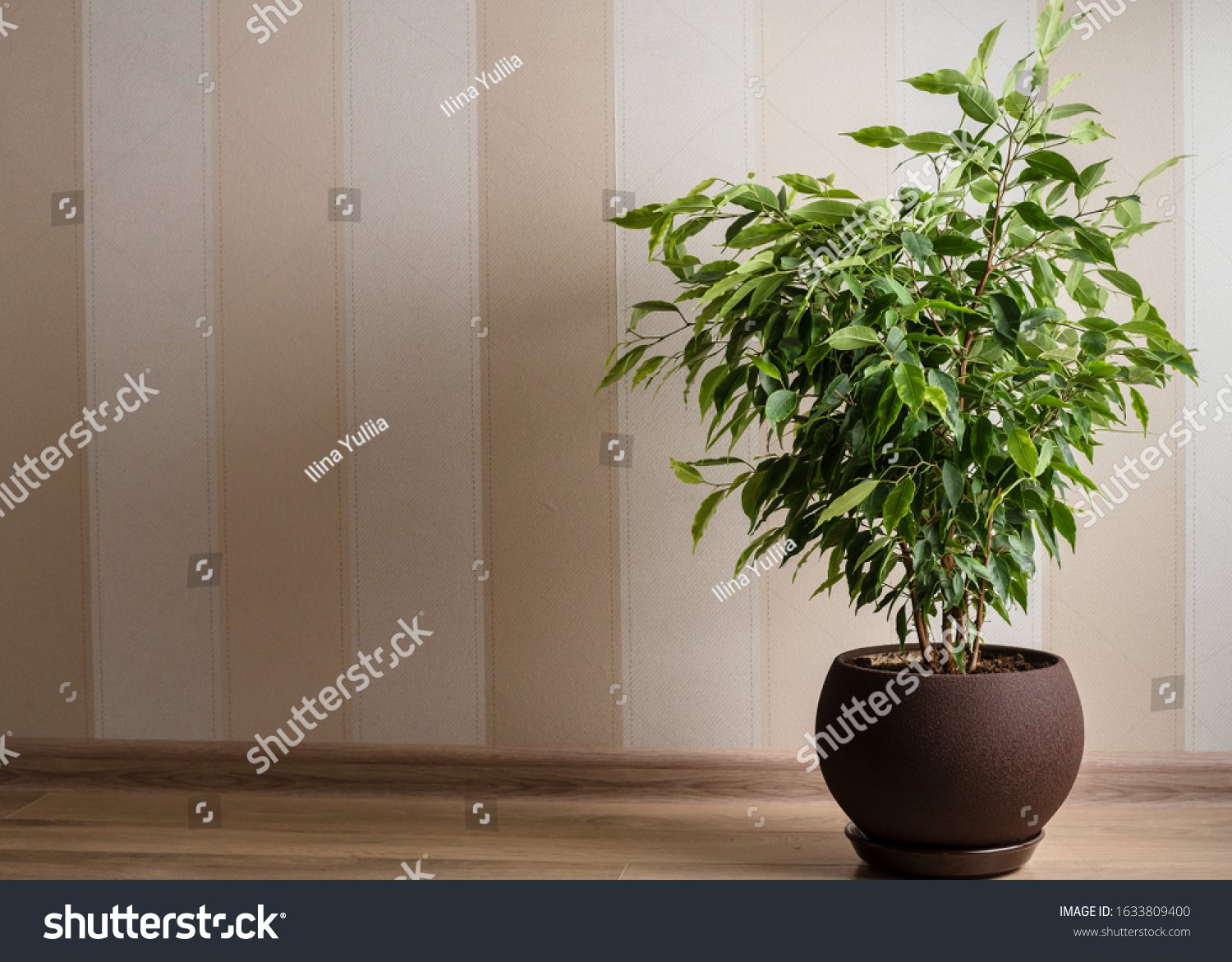 weeping-fig-images-stock-photos-vectors-shutterstock