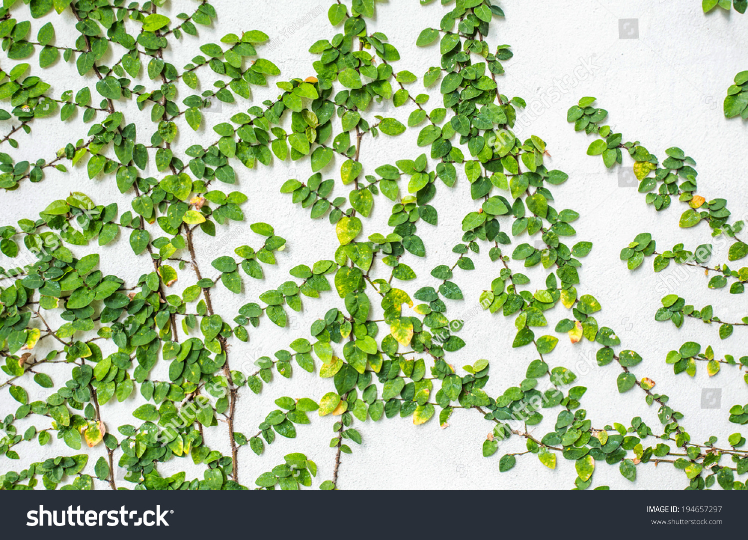 Ficus Pumila Climbing On White Wall Stock Photo 194657297 : Shutterstock