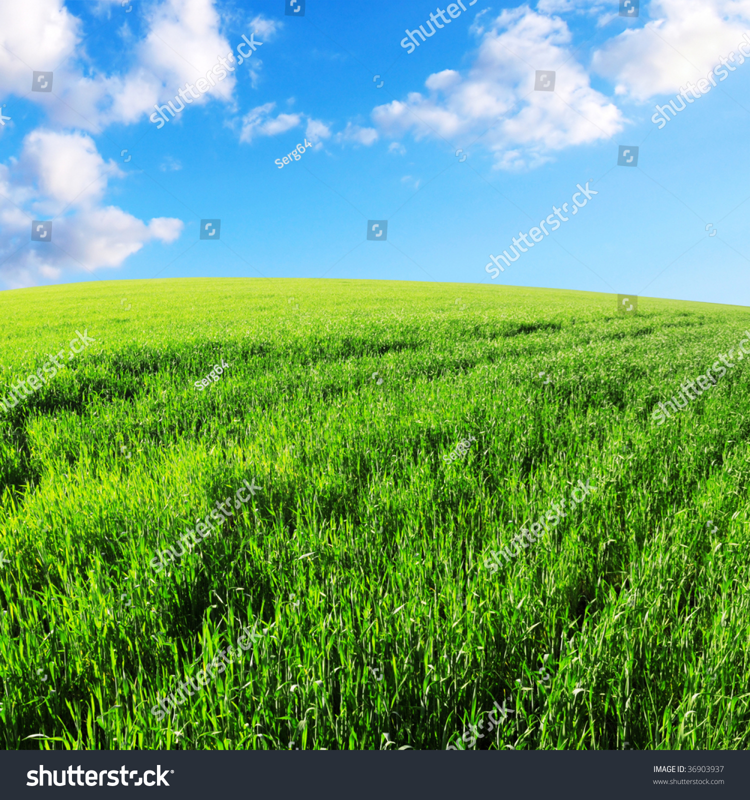 Field Sky Stock Photo 36903937 - Shutterstock