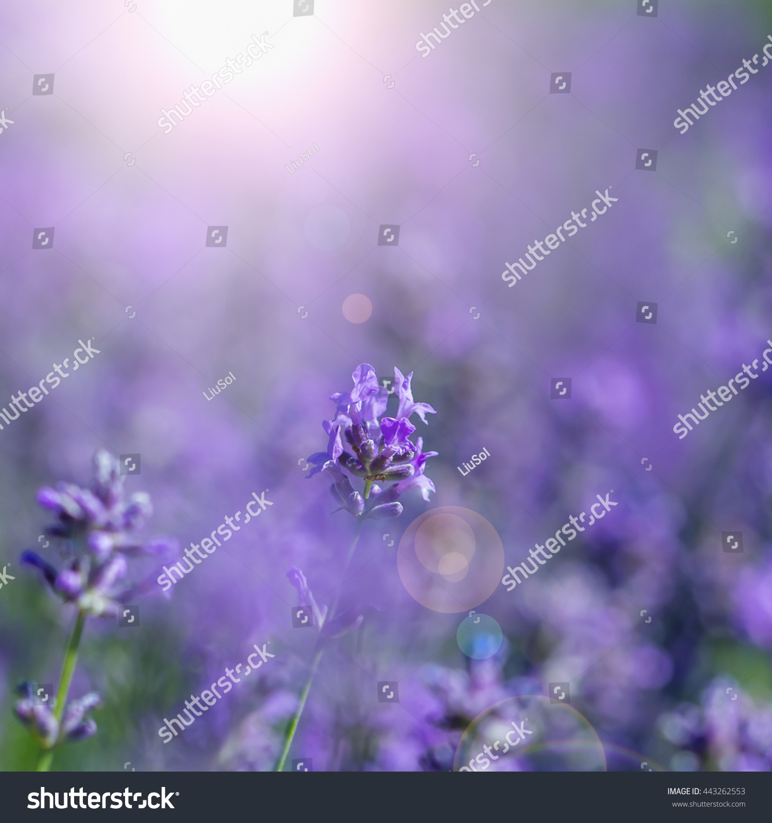 Field Lavender Morning Summer Blur Background Wallpaper Shallow