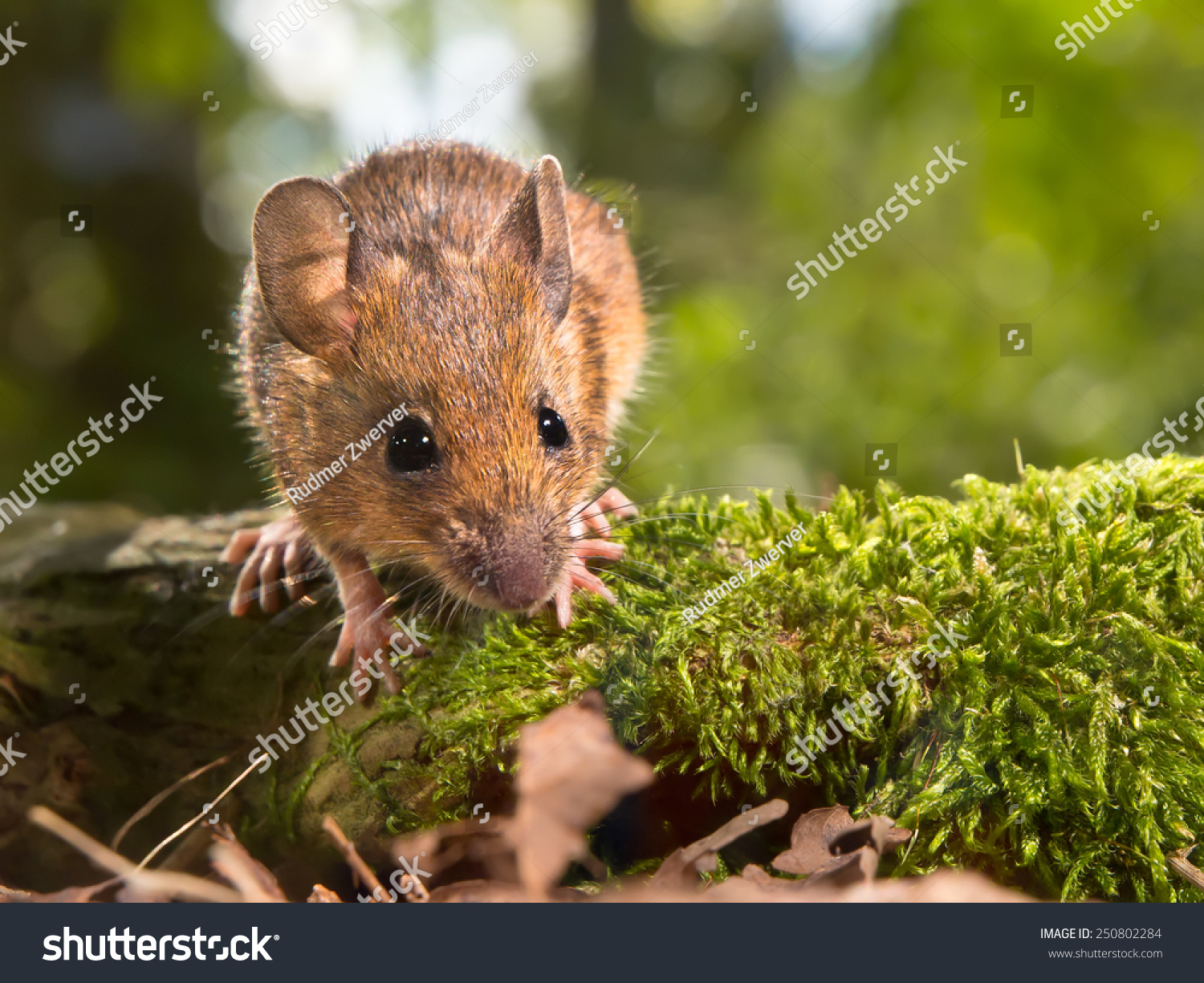 Field Mouse (Apodemus Sylvaticus) On The Forest Floor In It'S Natural ...