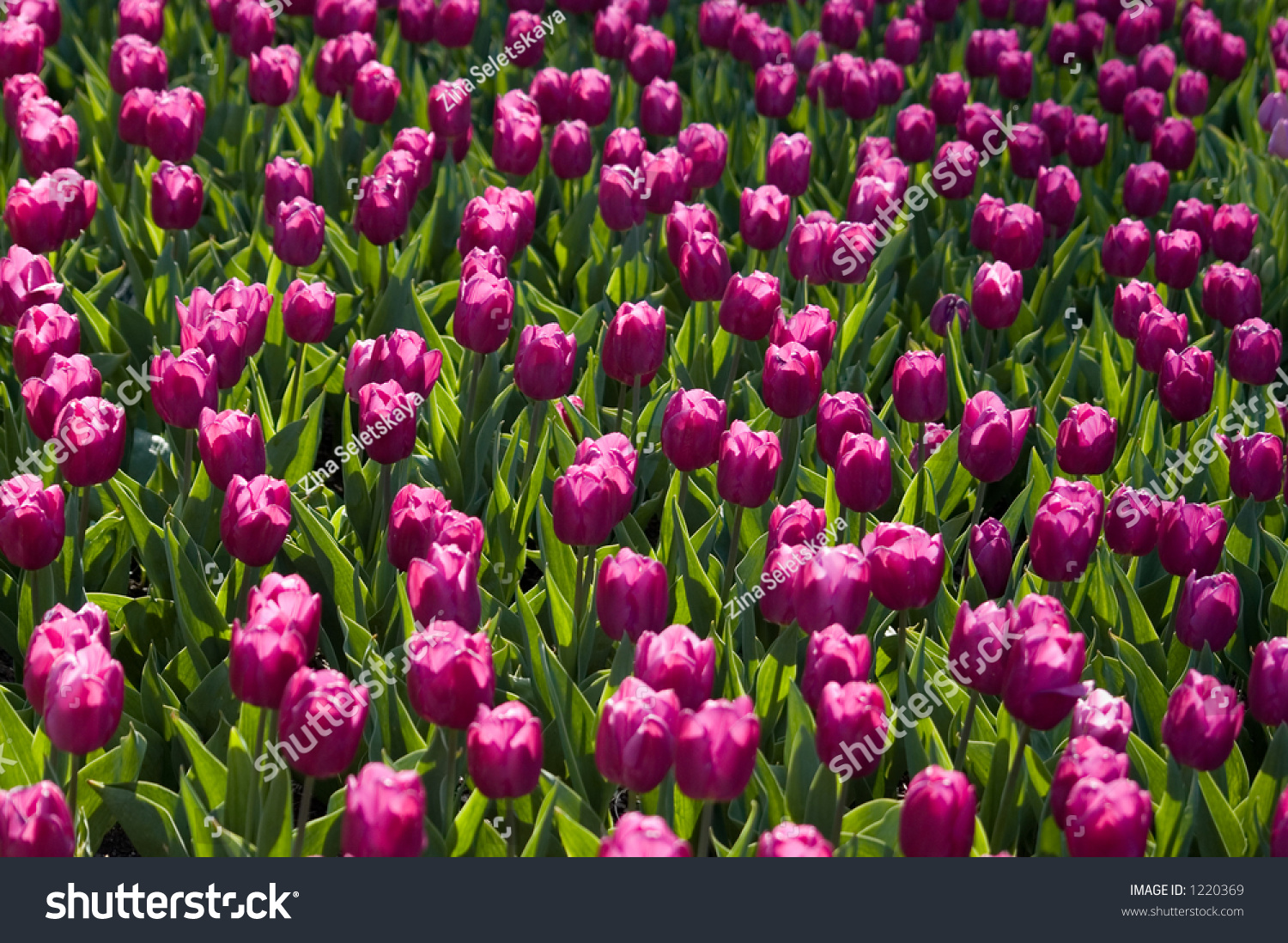 Field Of Blooming Purple Tulips Stock Photo 1220369 : Shutterstock