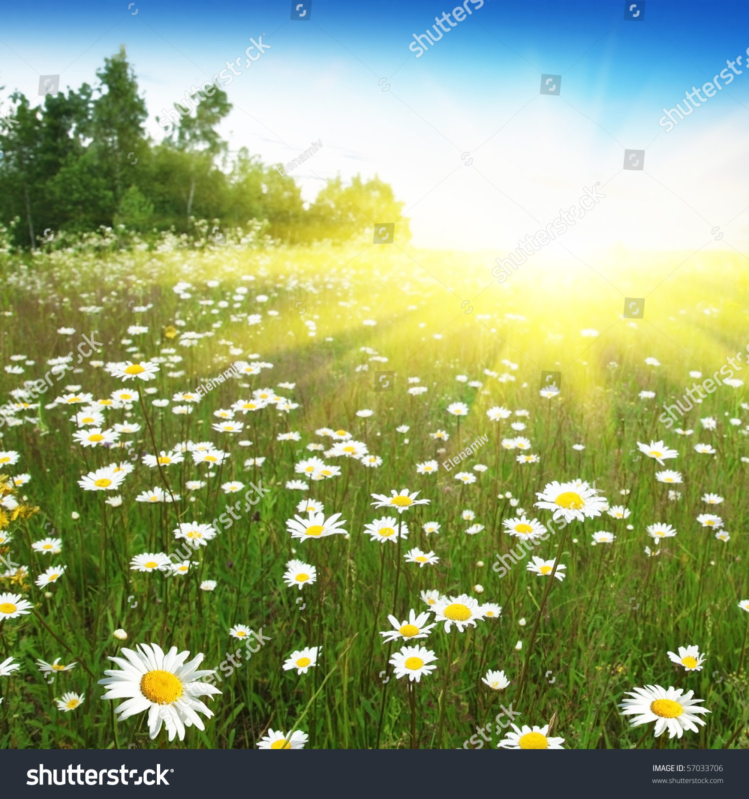 Field Of Daisies,Forest And Sun. Stock Photo 57033706 : Shutterstock