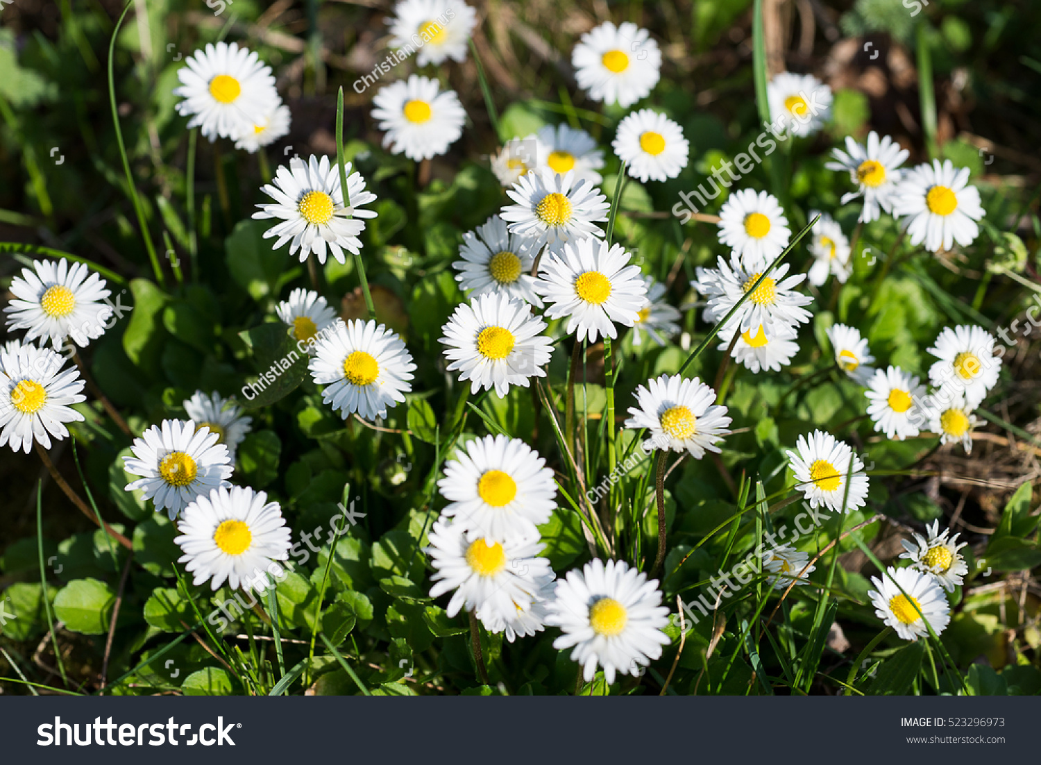 Field Of Daisy Blossoms In A Green Meadow Stock Photo 523296973 ...