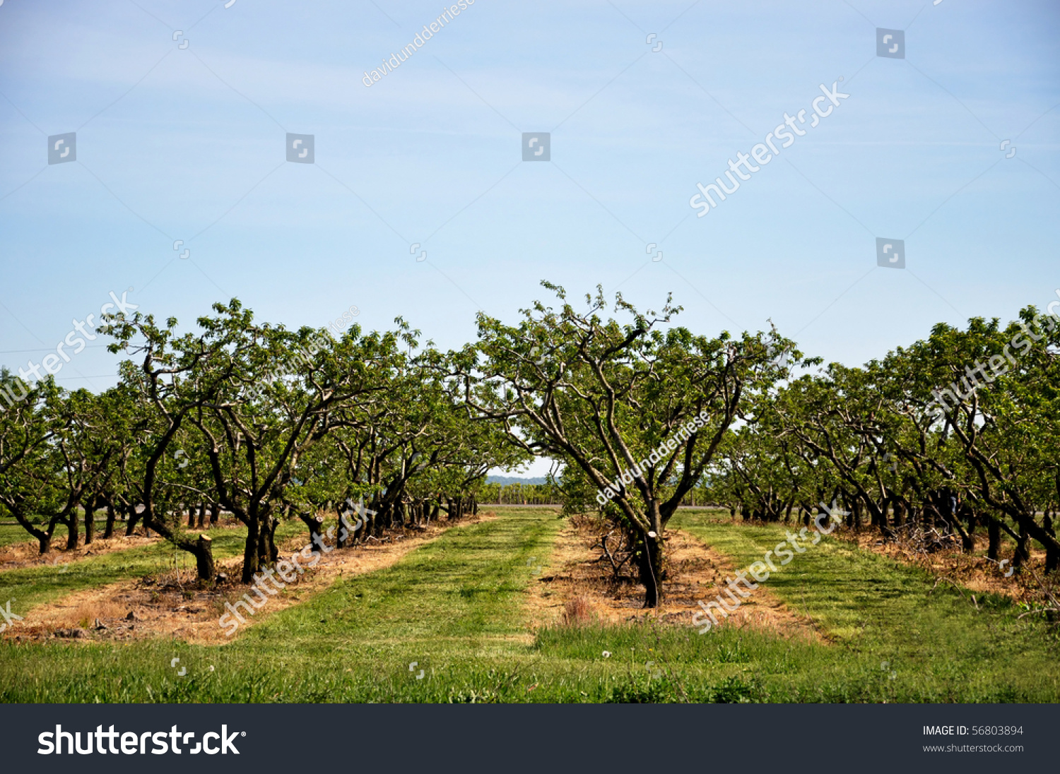Obrázok poľa ovocných stromov