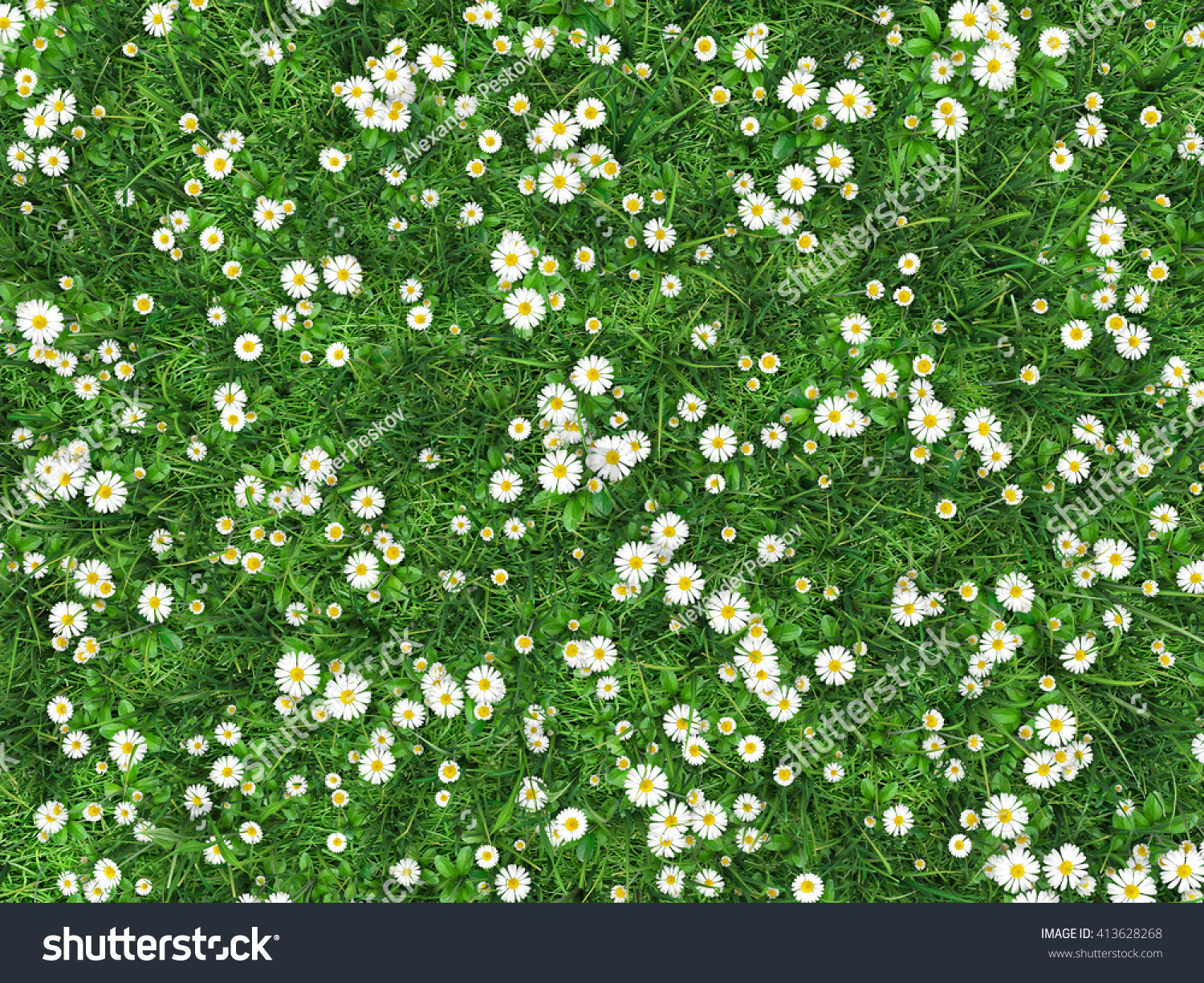Field Green Grass Flowers Daisies Chamomile Stock Illustration ...