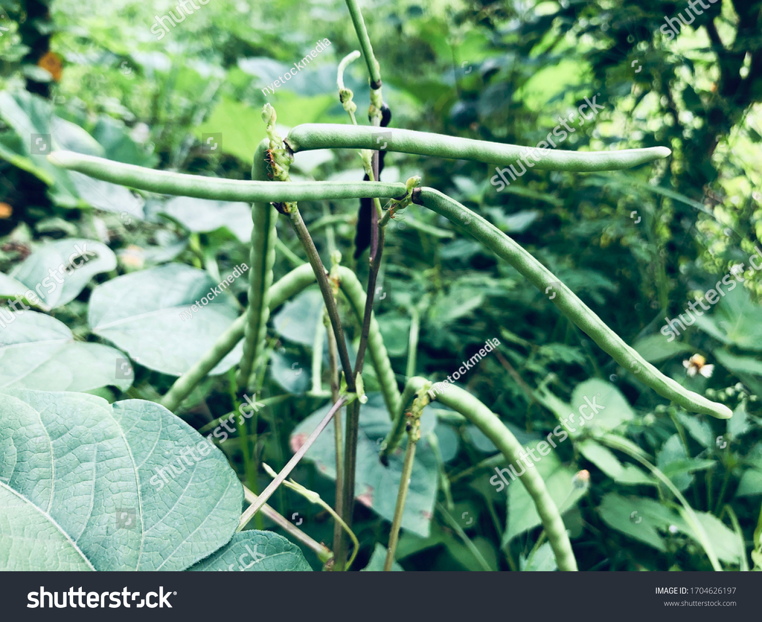 Field Mung Bean During Formation Crop Stock Photo 1704626197 | Shutterstock