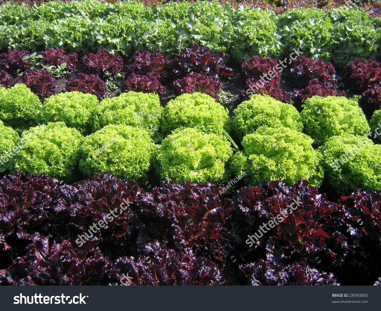 Field Red Green Frisee Lettuce Growing Stock Photo Edit Now 28