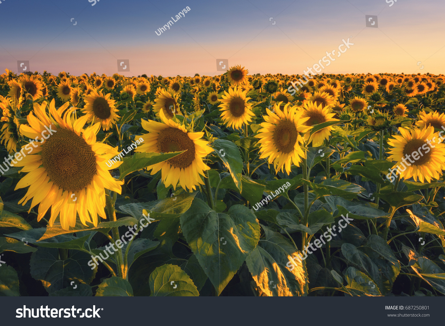 Field Sunflowers Sunset Light Natural Background Stock Photo Edit