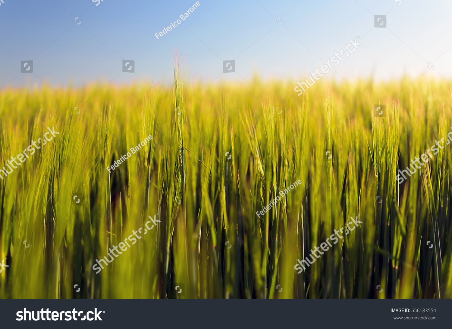 stock-photo-field-of-young-and-green-bar