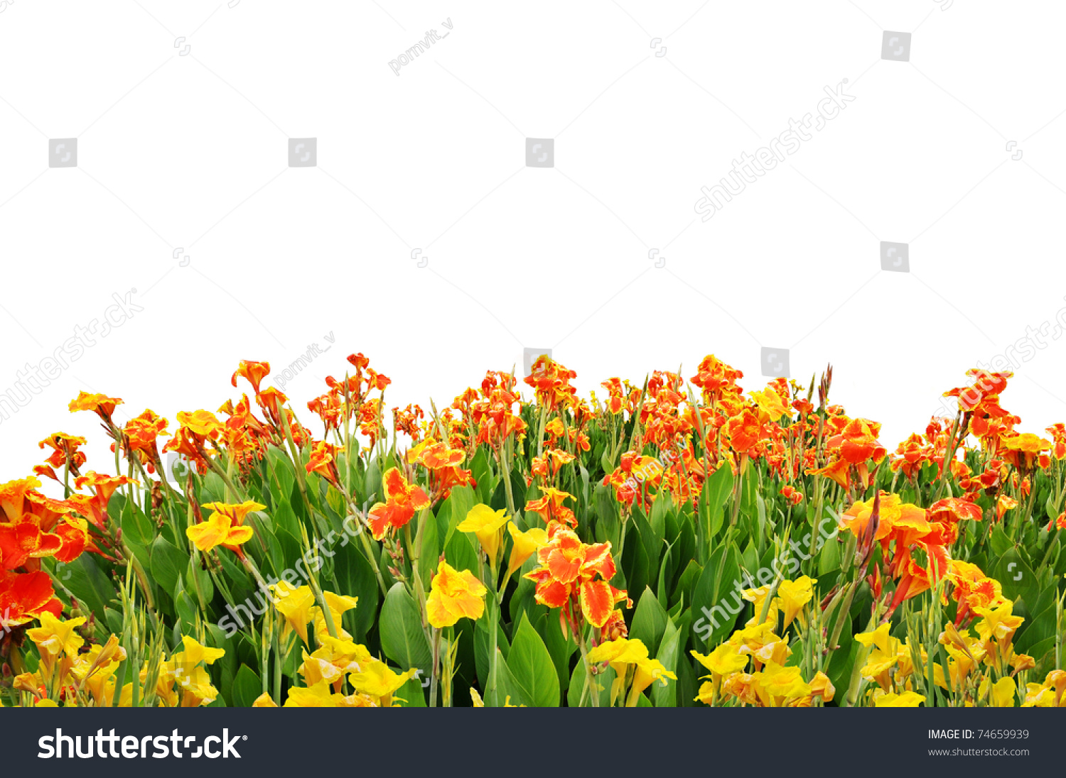 Fields Flowers Foreground Stock Photo 74659939 - Shutterstock