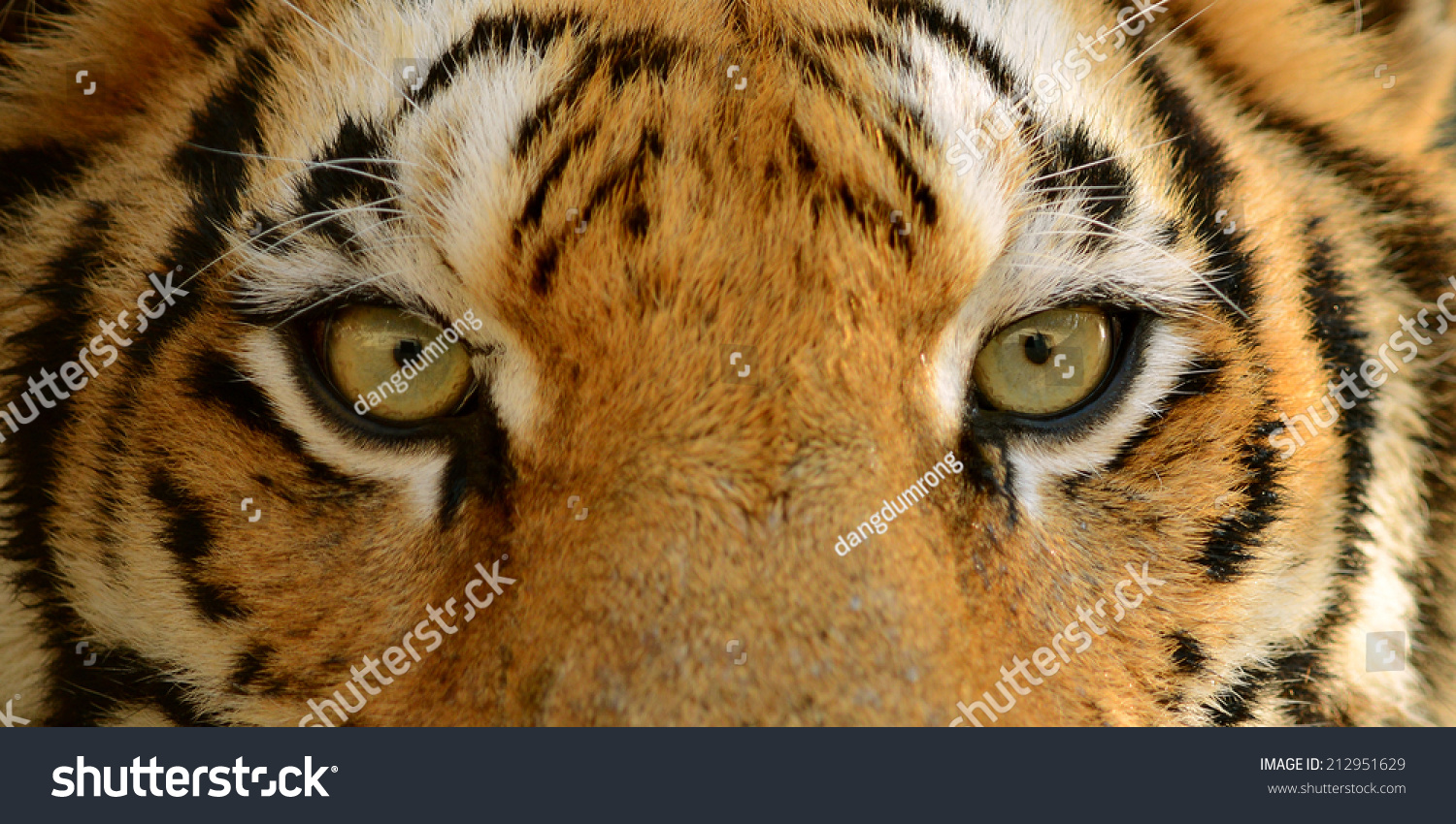 Fierce Bengal Tiger Eye Looking Stock Photo 212951629 - Shutterstock