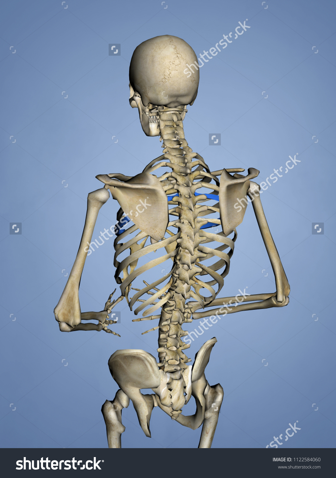 Fifth Rib Rib Cage 3d Model Stock Illustration 1122584060 | Shutterstock