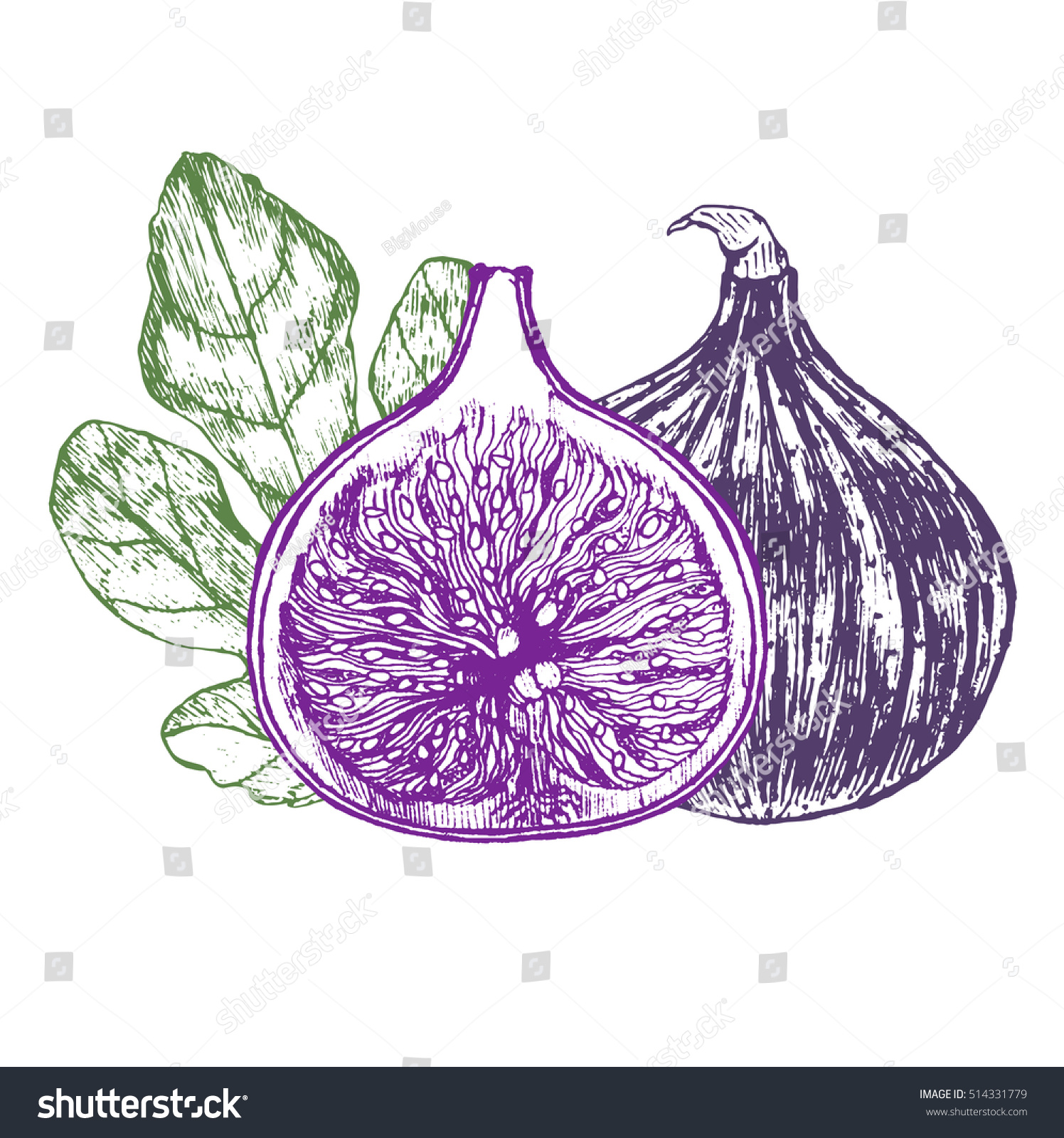 Fig Fruit Leaf Hand Draw Sketch Stock Illustration 514331779 - Shutterstock