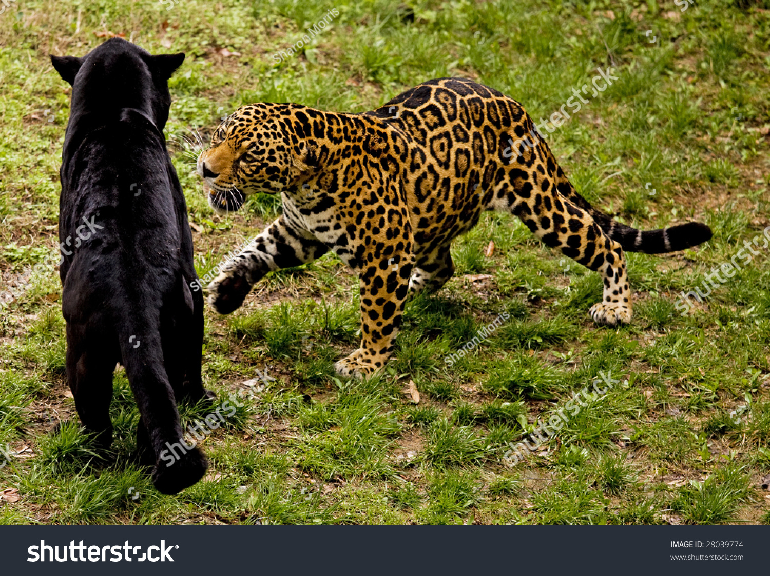 Fighting Jaguars Stock Photo 28039774 | Shutterstock