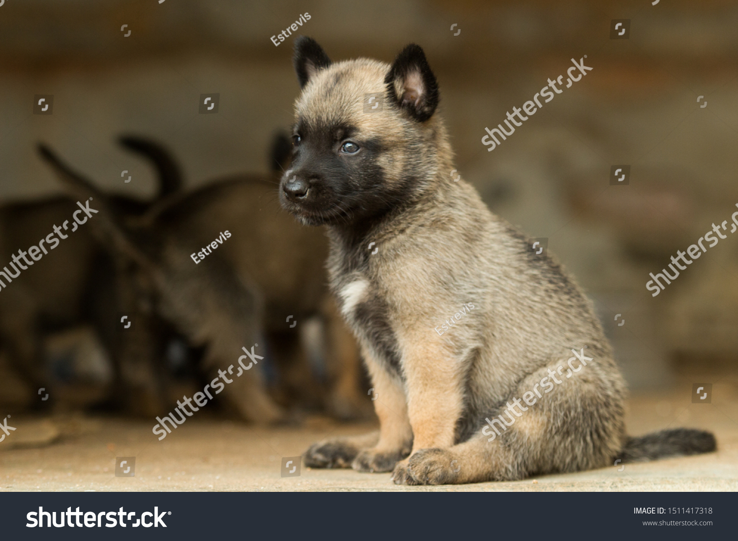 Filhote De Da Pastor Belga Malinois Stock Photo Edit Now 1511417318