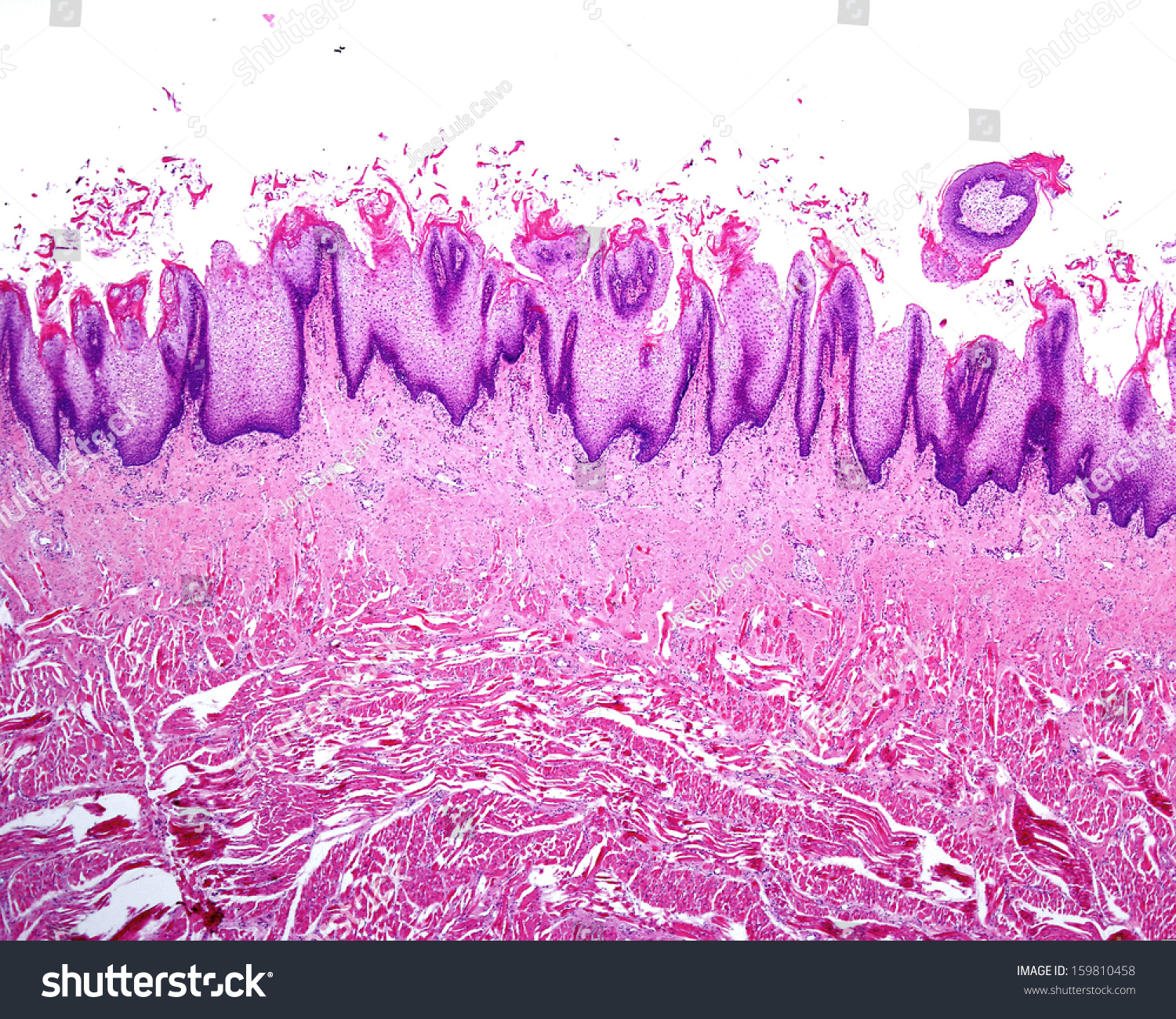 Fungiform Papillae Histology