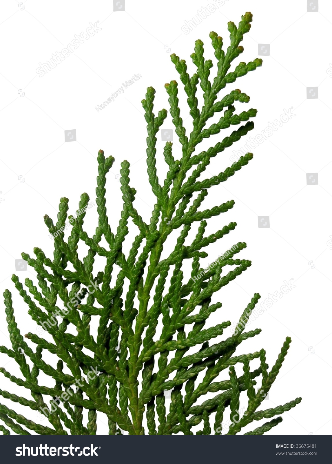 Fir Leaf Stock Photo 36675481 : Shutterstock