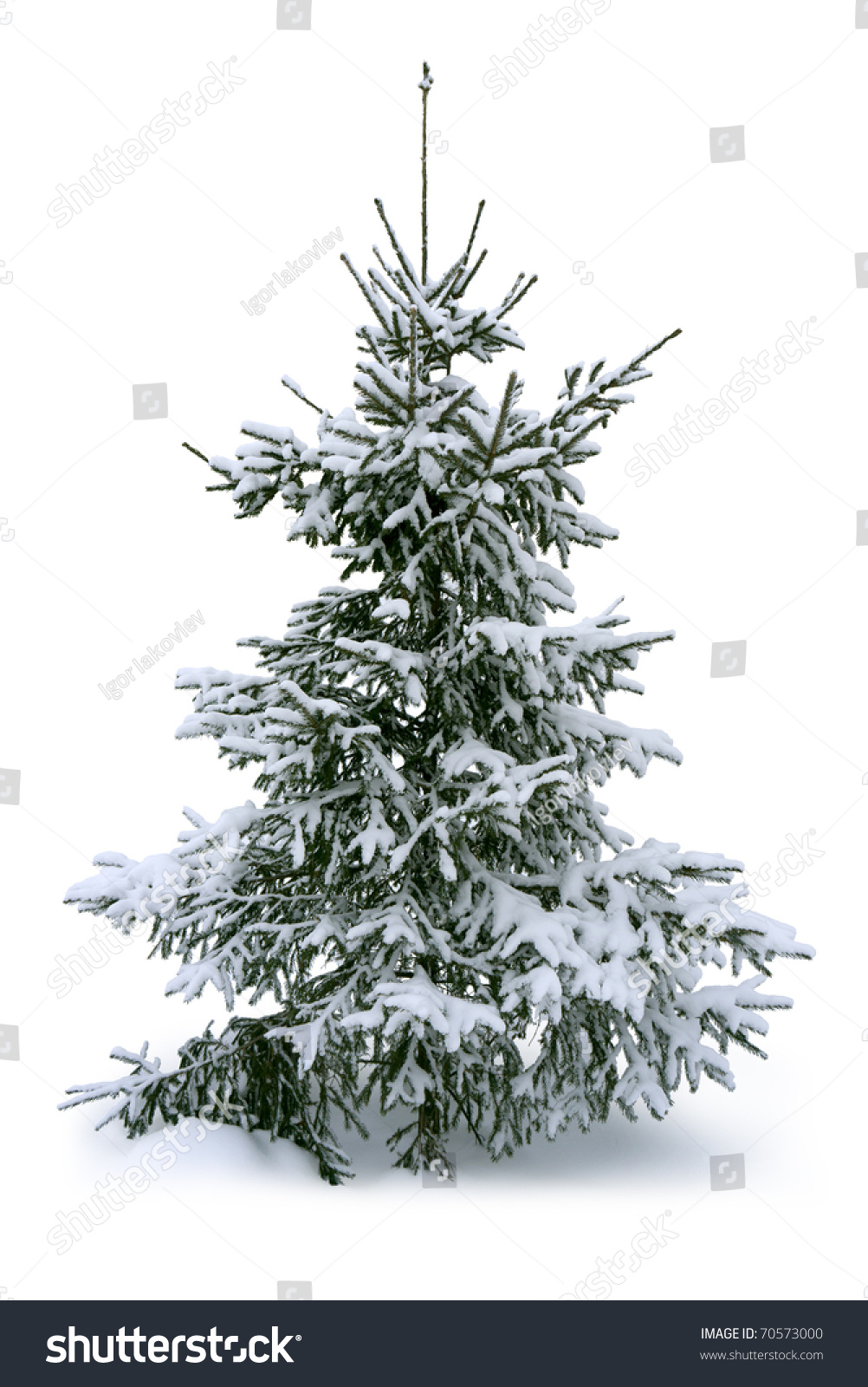 Fir Tree Covered Snow Stock Photo (Edit Now) 70573000 - Shutterstock