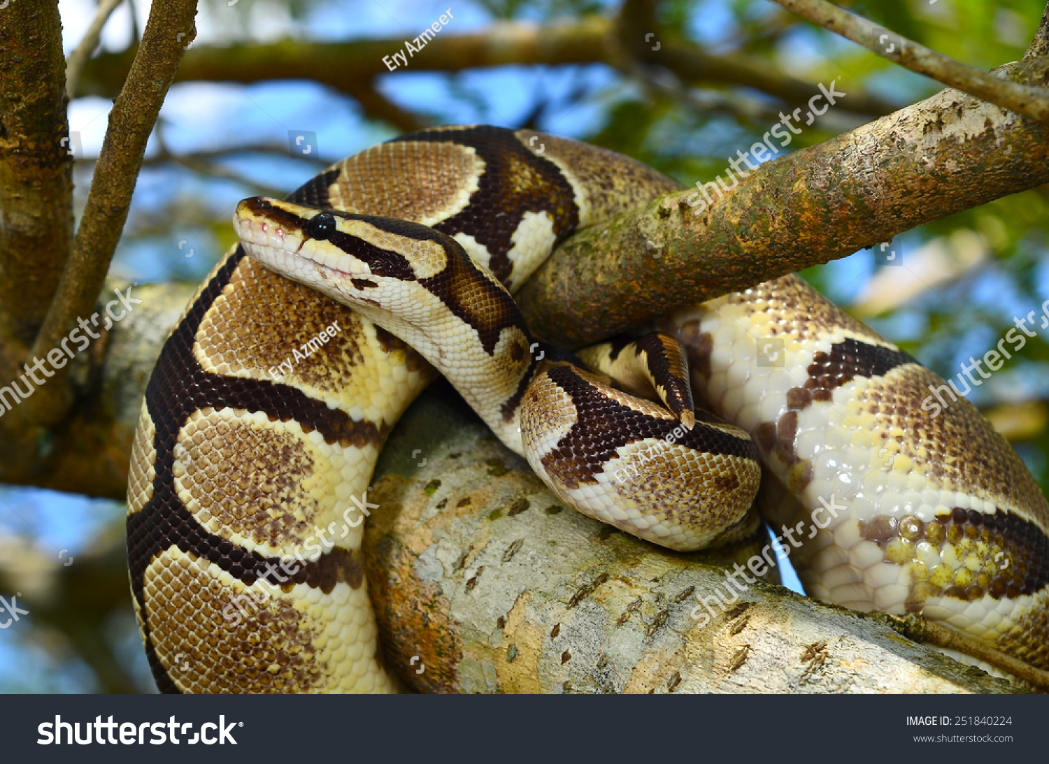 Fire Ball Python Snake Wrapped Around A Branch Stock Photo 251840224 ...