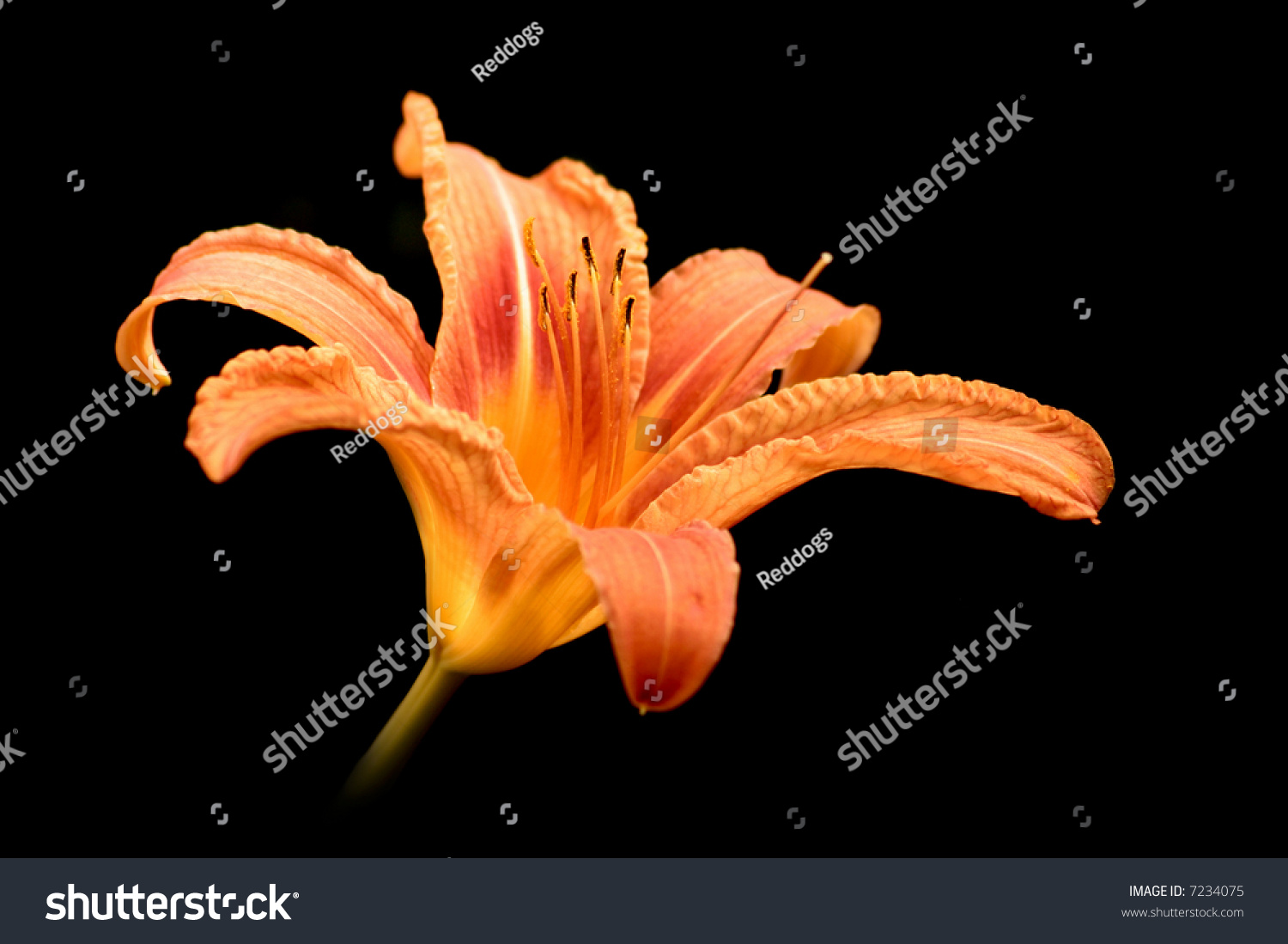 Fire Lily Flower On Black Background Stock Photo 7234075 : Shutterstock