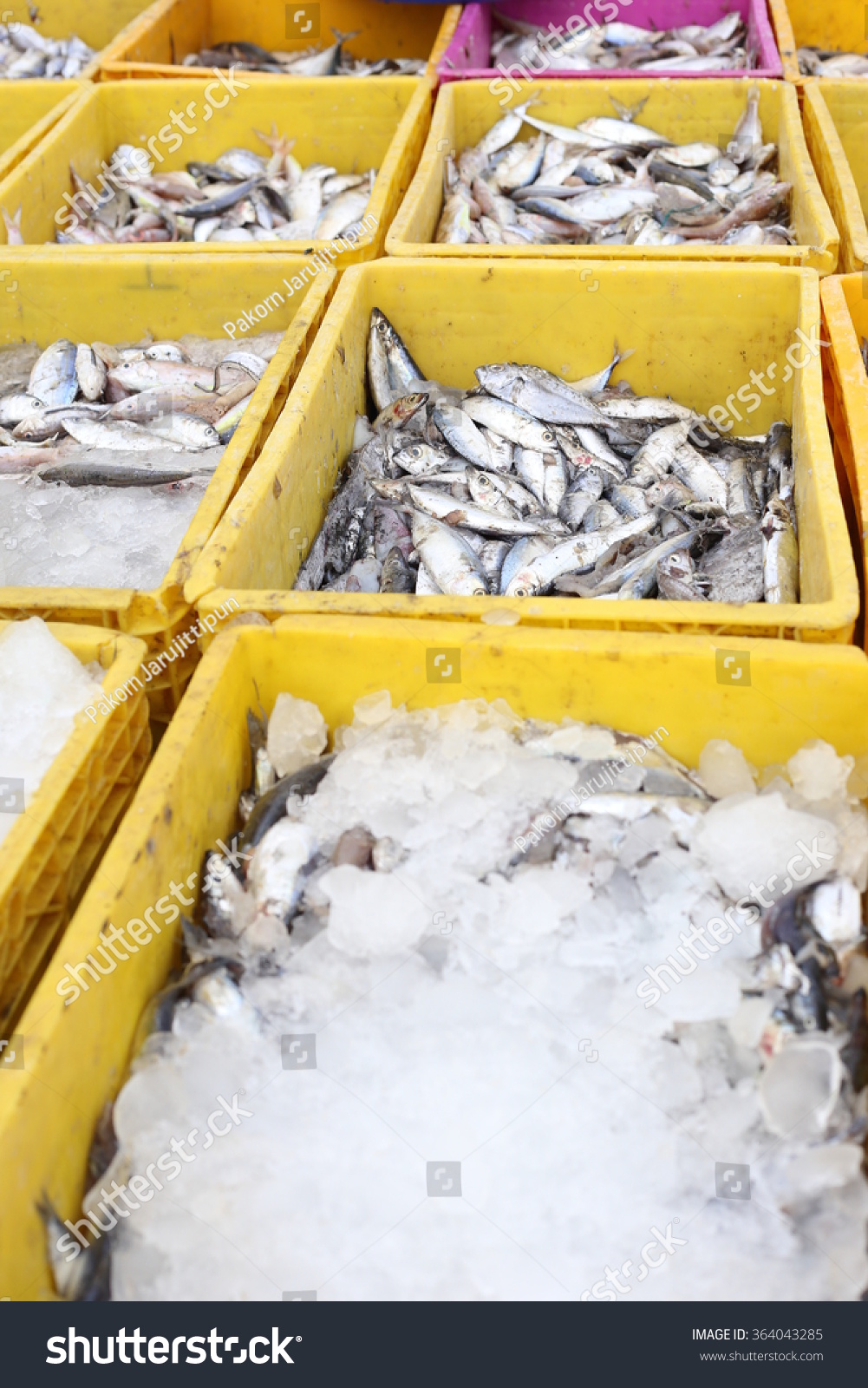 Download Fish Frozen Ice Plastic Container Preparing Stock Photo Edit Now 364043285 PSD Mockup Templates