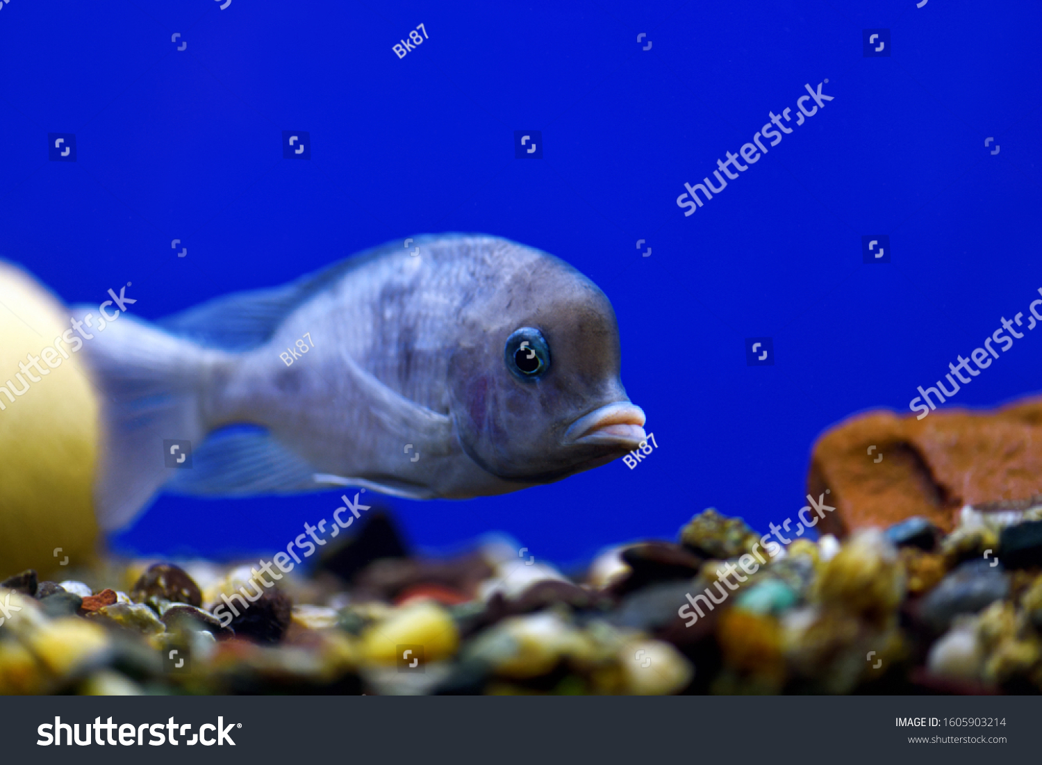 dolphin fish aquarium