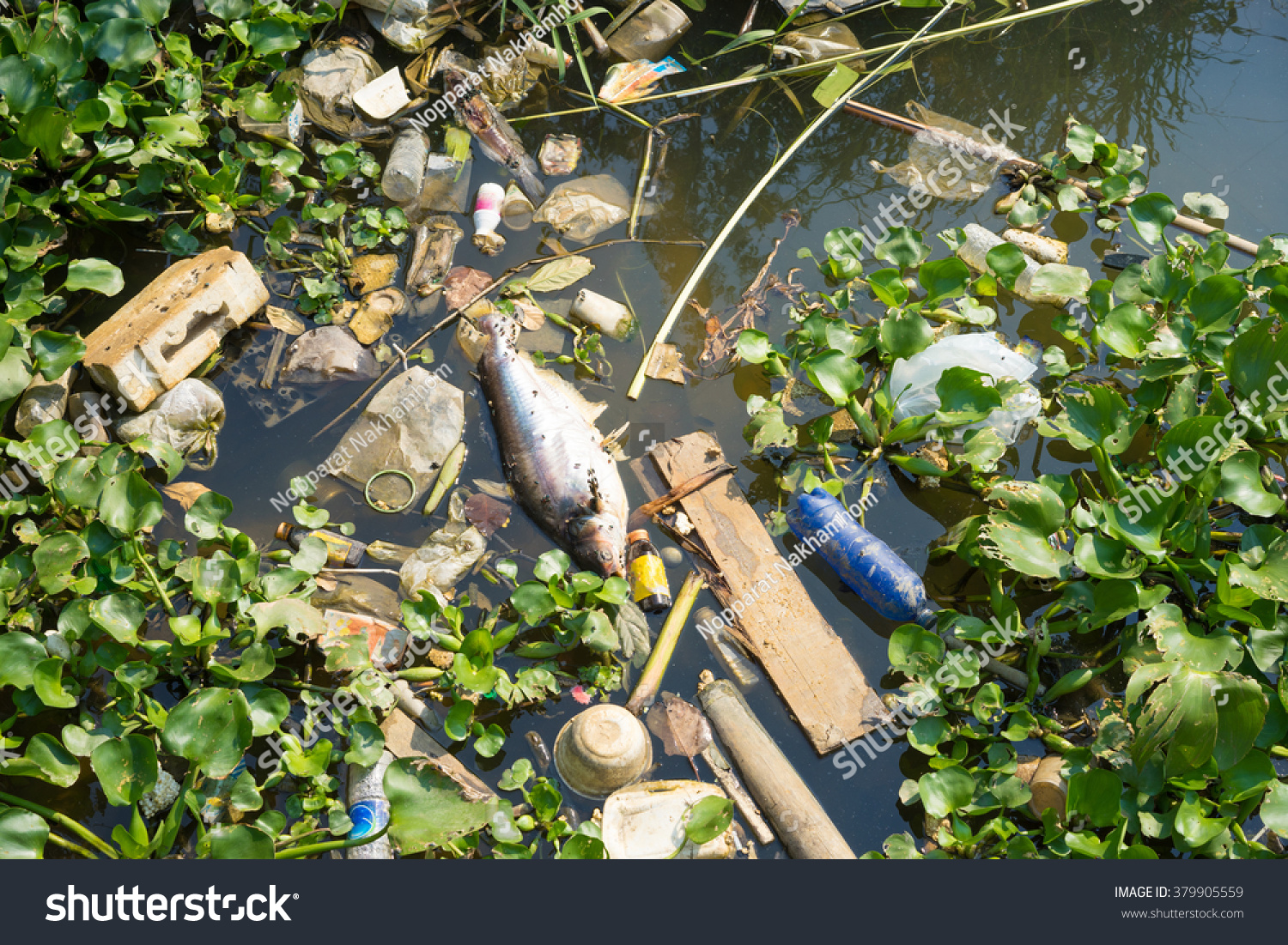 Fish Die Due To Water Pollution From Factory Stock Photo 379905559 ...