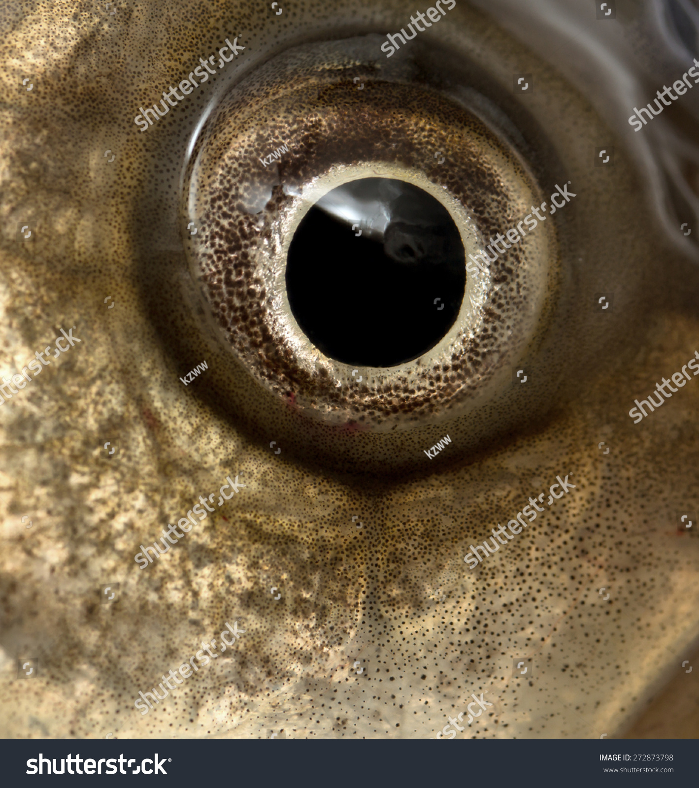 Fish Eye Close Up. Stock Photo 272873798 : Shutterstock