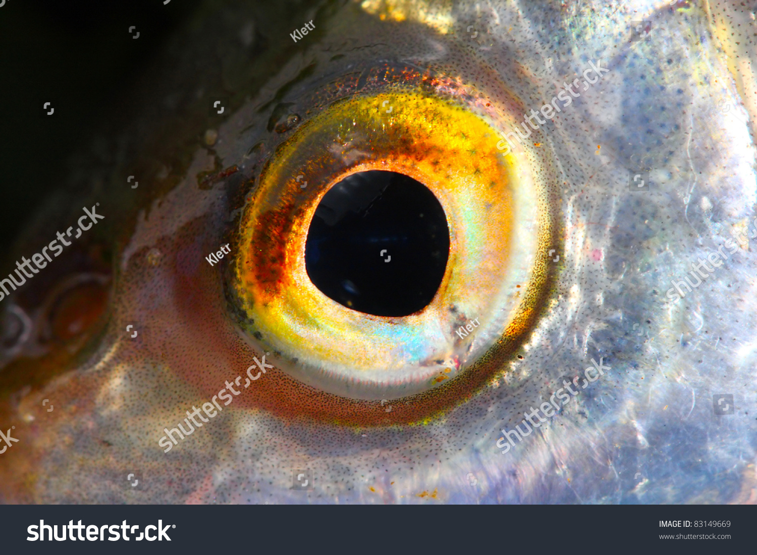 Fish Eye Close Up Close Shallow Stock Photo 83149669 - Shutterstock