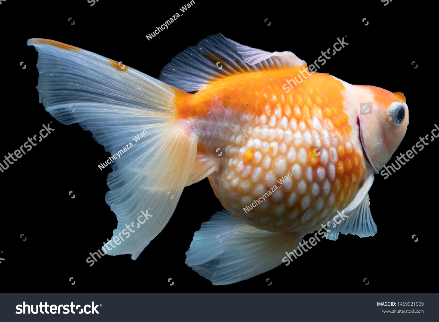 Fish Glass Fat Belly Bloated Swimming Stock Photo Edit Now 1469921909