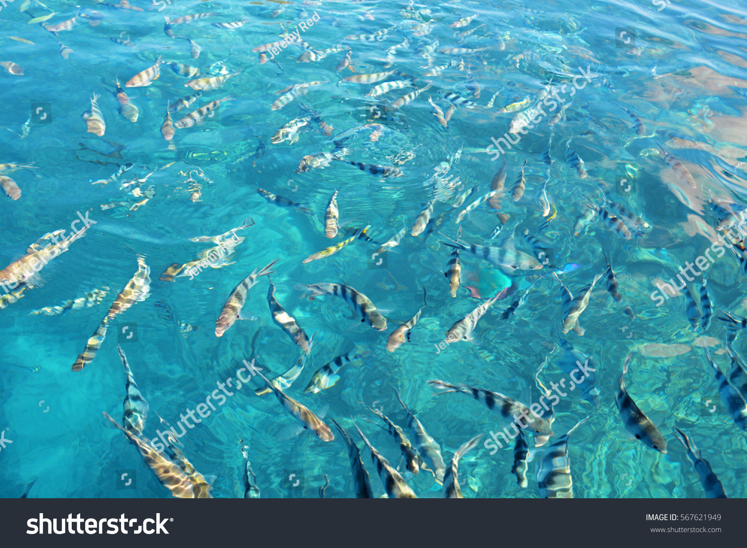 Fish Crystal Clear Water Blue Lagoon Stock Photo Edit Now 567621949