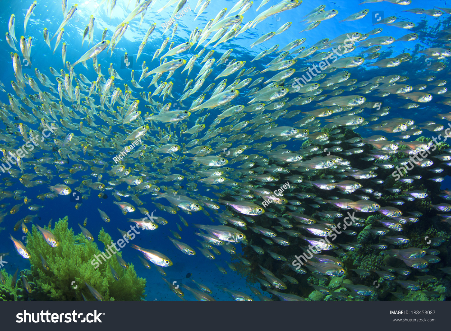 Fish Shoal Glassfish Golden Sweepers Stock Photo Edit Now 188453087