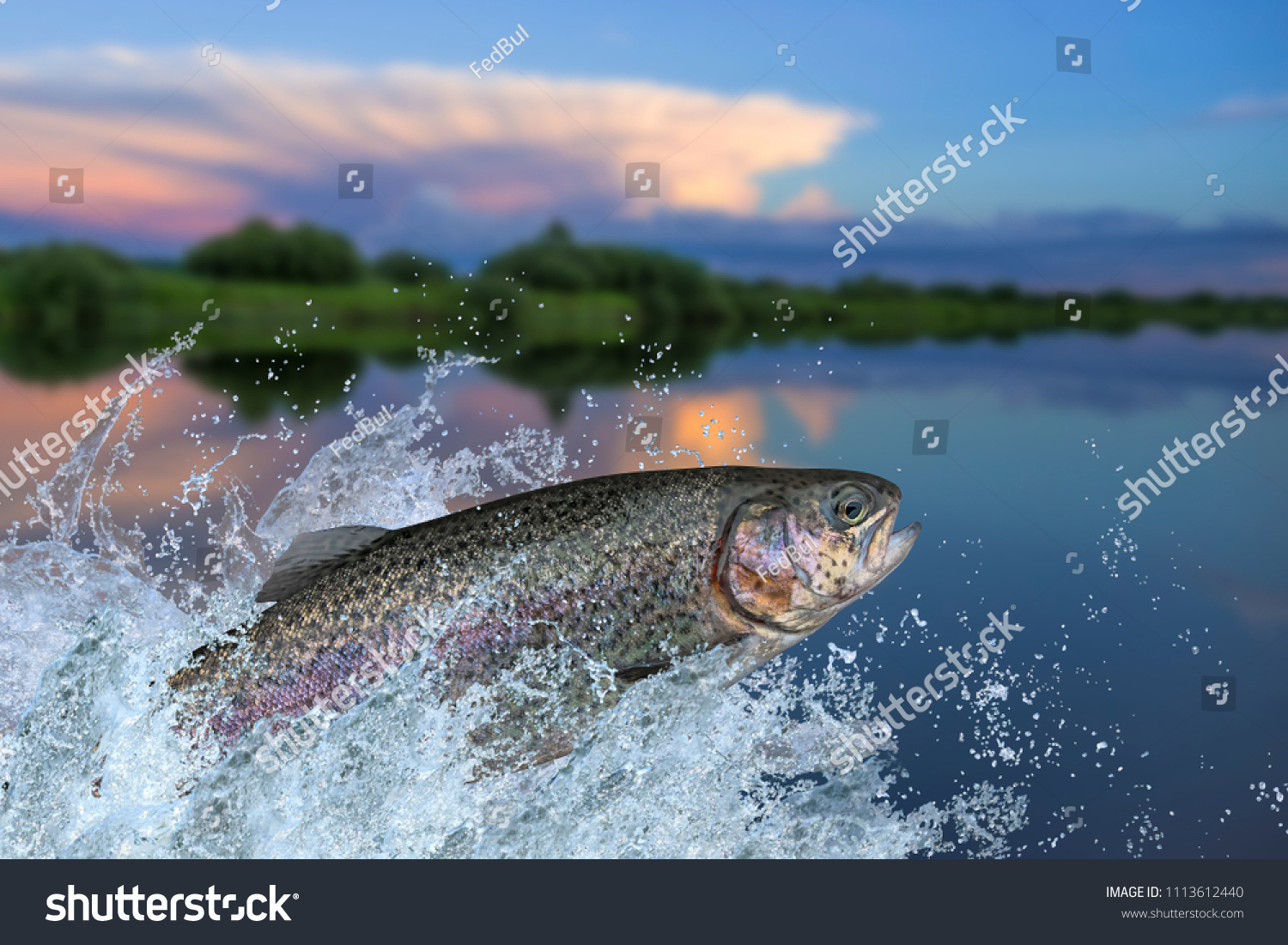 釣り ニジマスの魚が水中で跳び跳ねること の写真素材 今すぐ編集