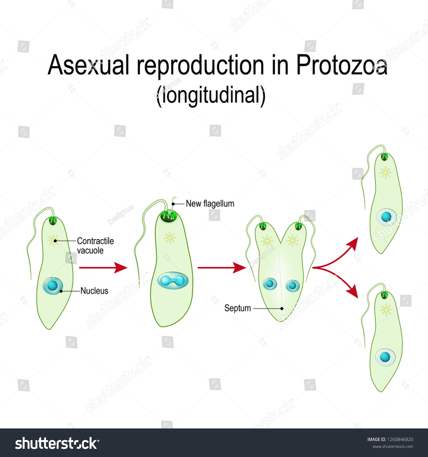 Fission Asexual Reproduction Protozoa Longitudinal Fission Stock Illustration 1260846820 7748