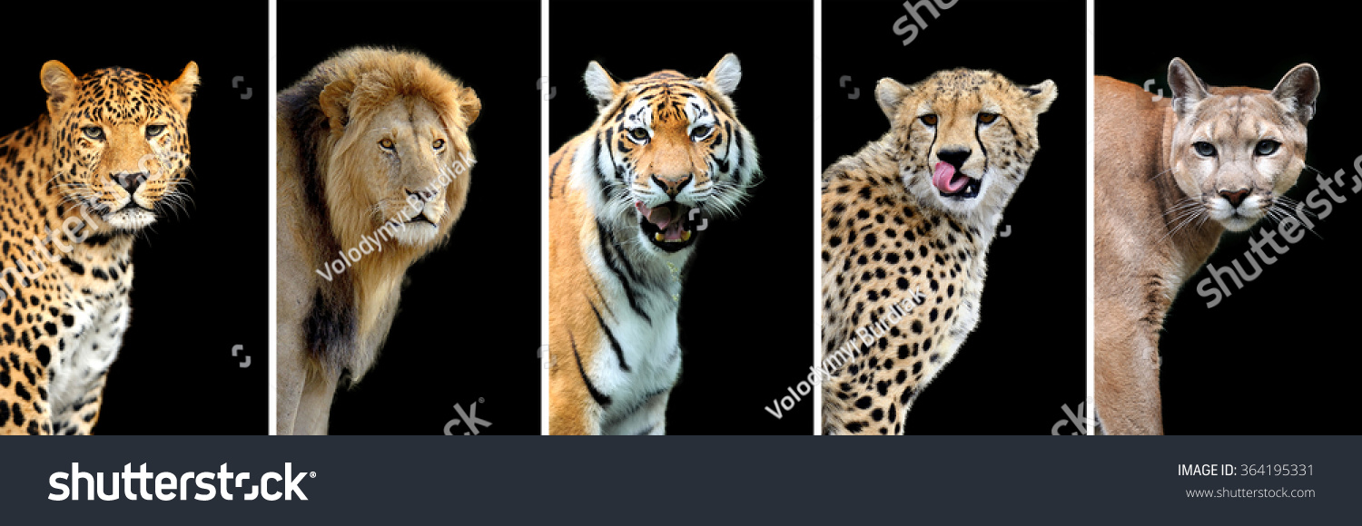 5匹の大きな野猫 豹 虎 ライオン チーター プーマ の写真素材 今すぐ編集