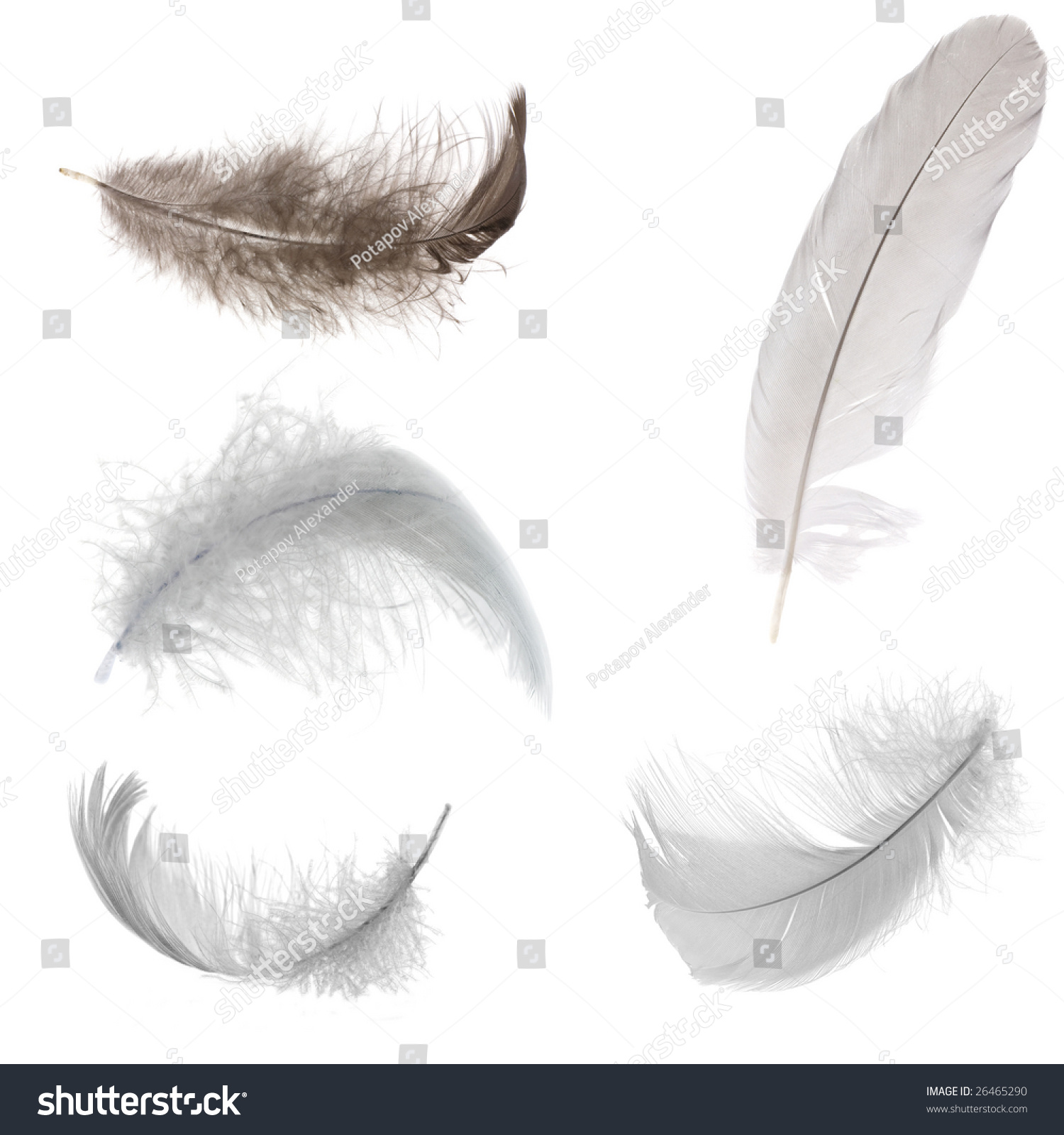 Five Black And White Feathers Isolated On White Background Stock Photo ...