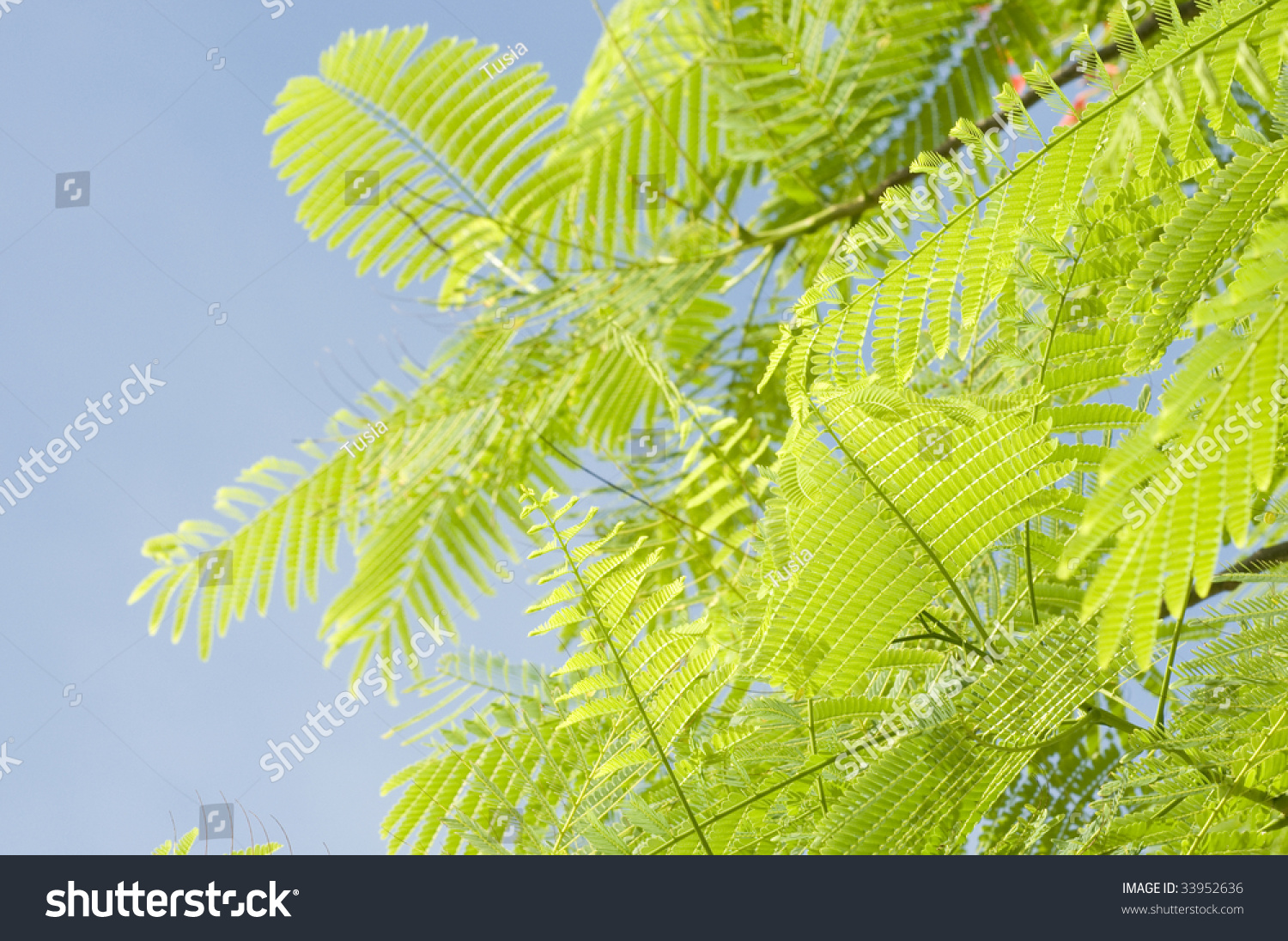 Flamboyant Tree Leafs Stock Photo 33952636 - Shutterstock