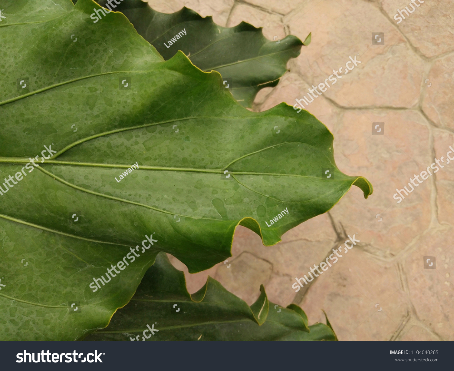 Flamingo Flowers Leaves Above Brown Floor Stock Photo Edit Now 1104040265