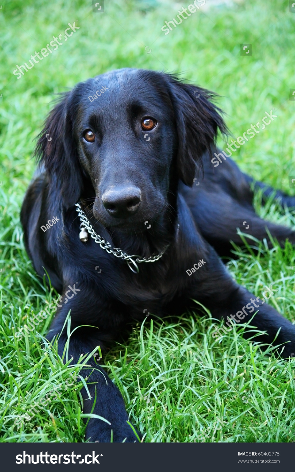 Flat Coated Retriever Puppy Stock Photo 60402775 : Shutterstock