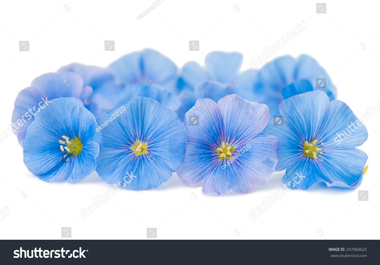 Flax Flower On White Background Stock Photo 247068625 - Shutterstock