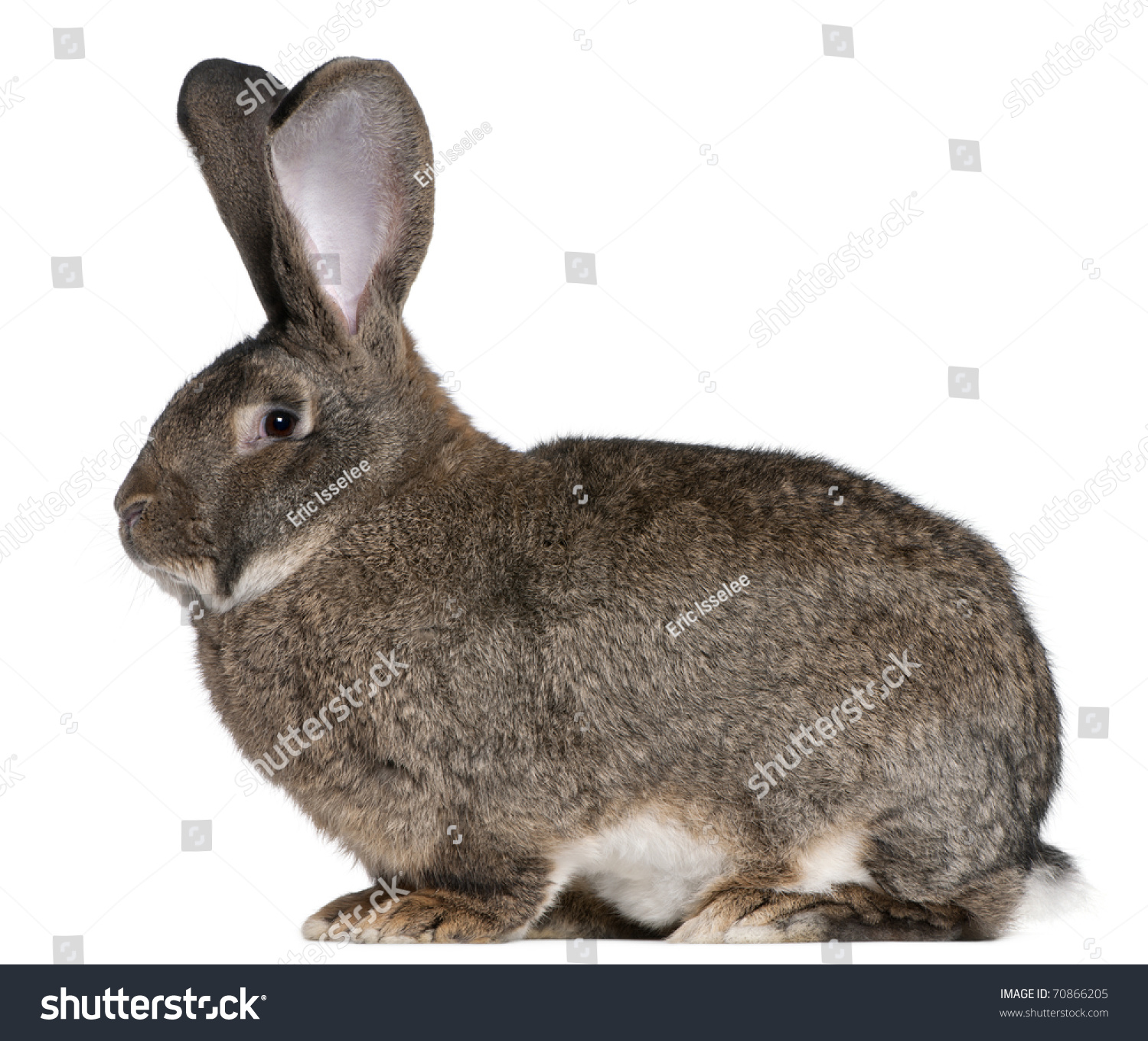 Flemish Giant Rabbit In Front Of White Background Stock Photo 70866205 ...