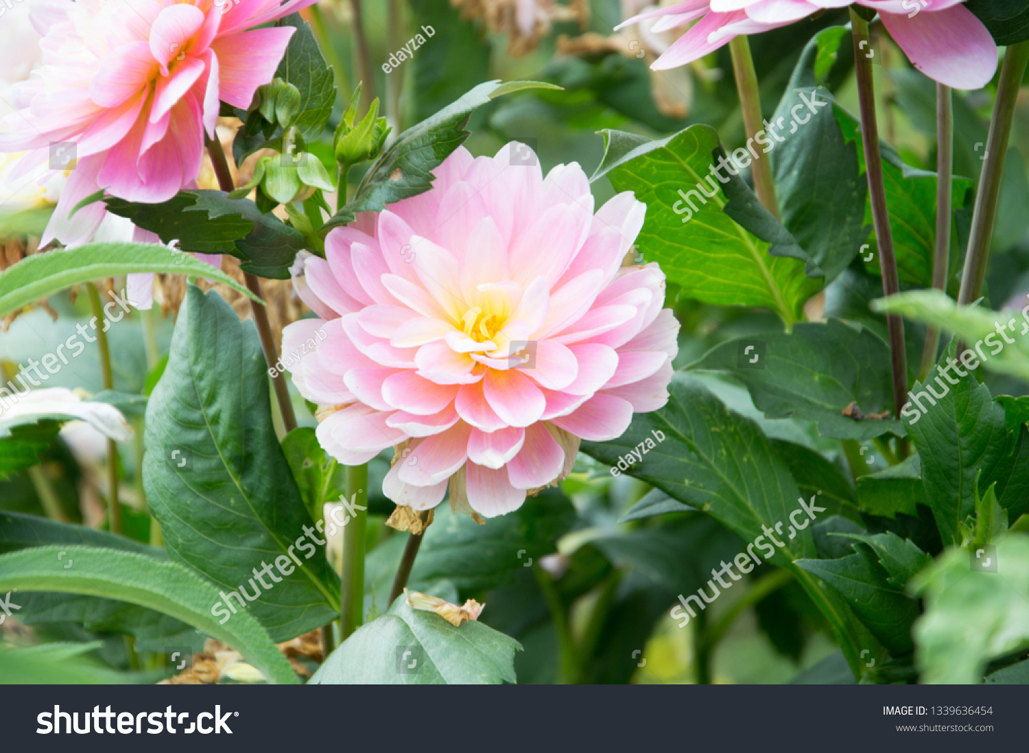 Fleur Dahlia Rose Pale Et Jaune Stock Photo Edit Now