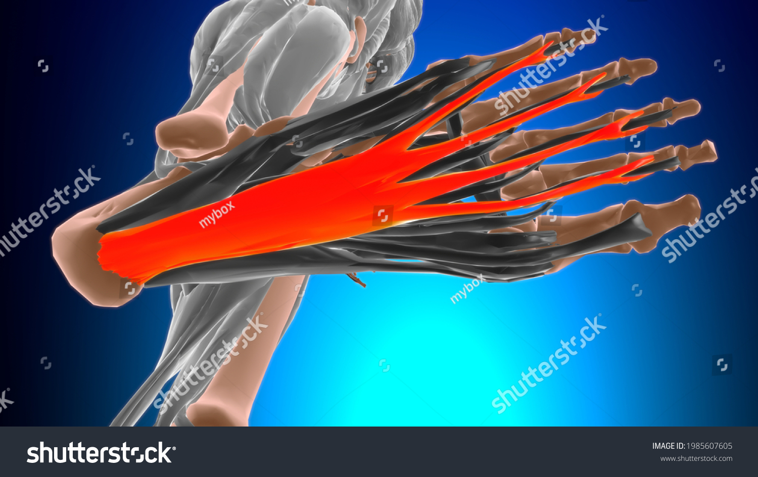 Flexor Digitorum Brevis Muscle Anatomy Medical Stock Illustration Shutterstock