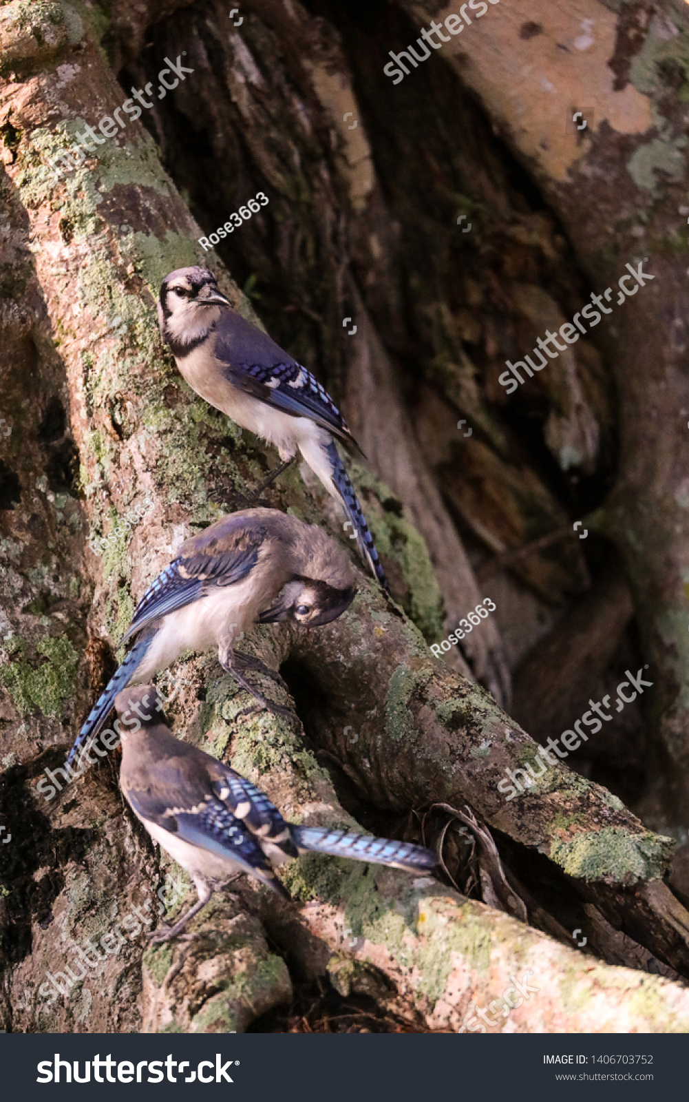 Flock Blue Jay Birds Cyanocitta Cristata Stock Photo Edit Now