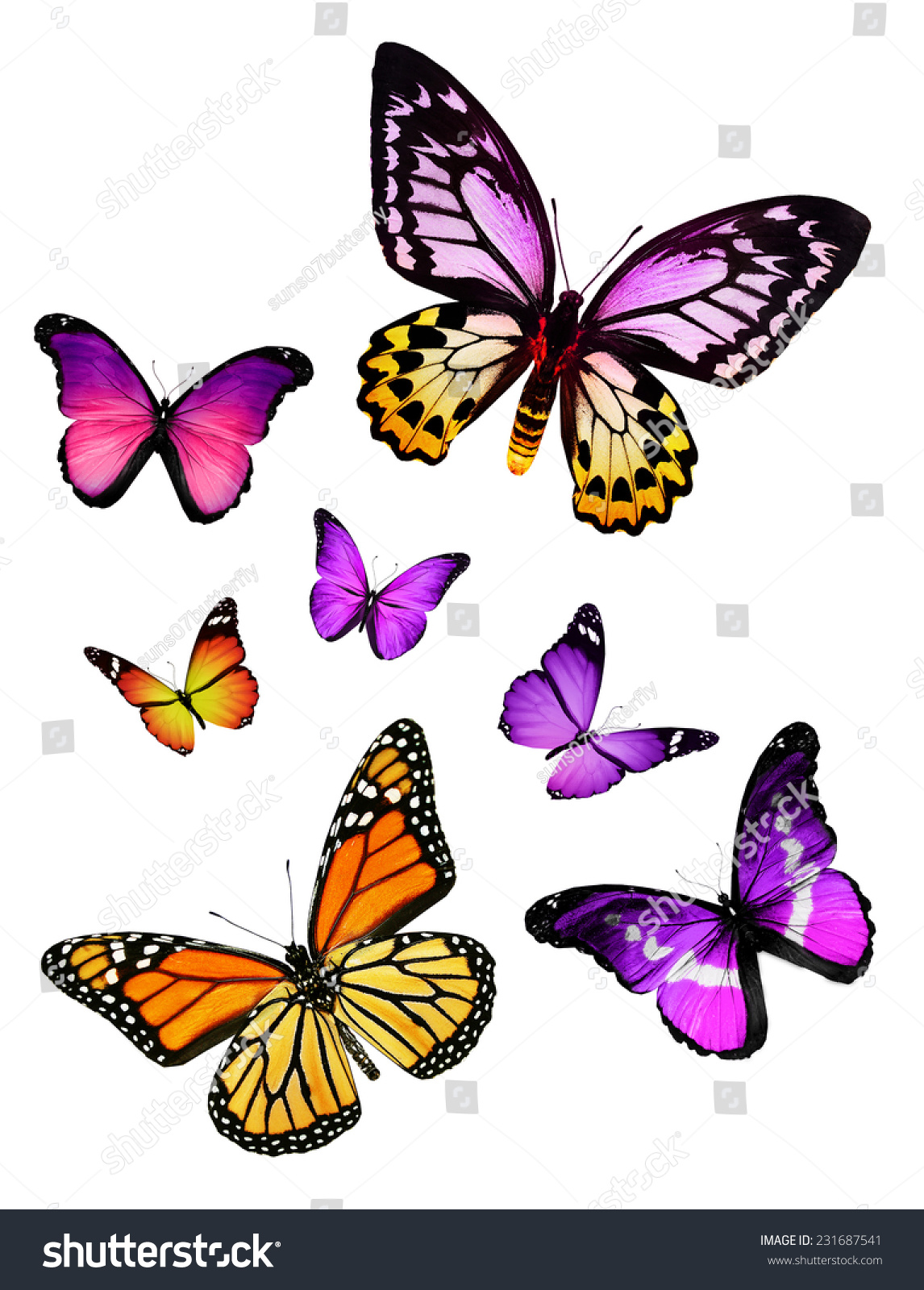 Flock Butterflies Stock Photo 231687541 - Shutterstock