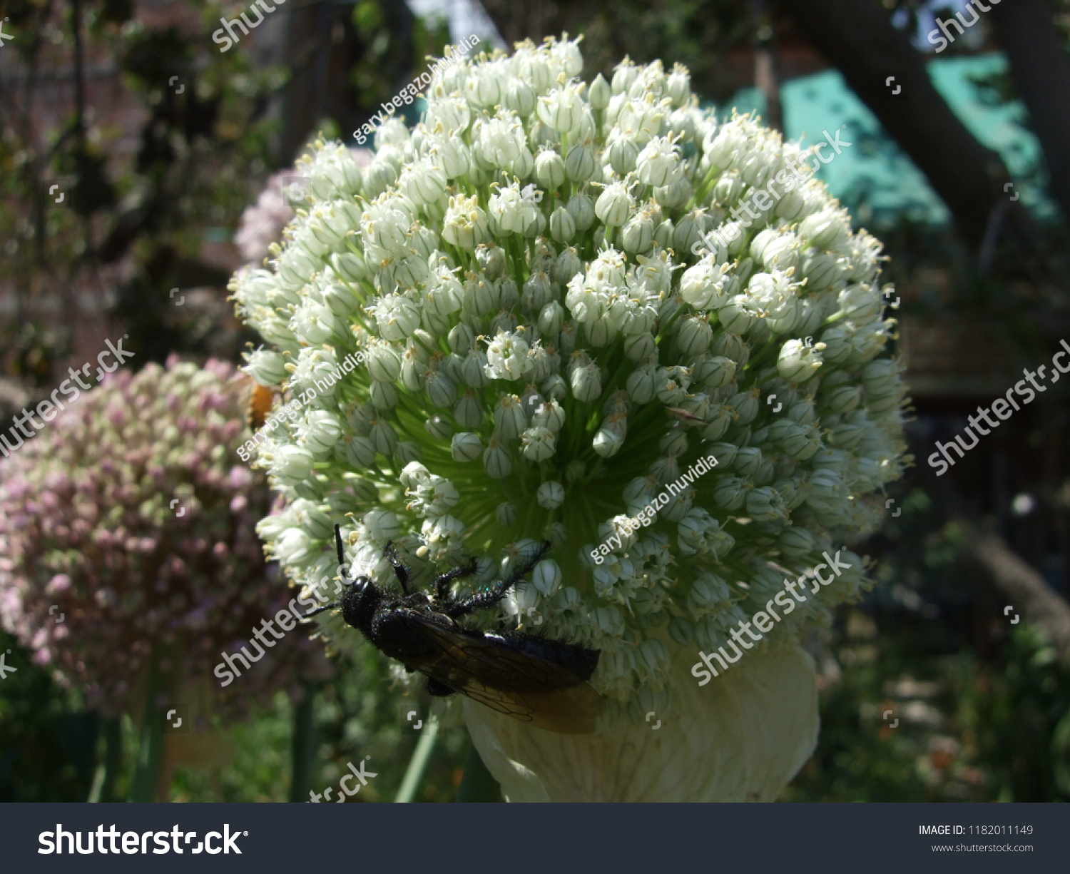 Flor De Cebolla Con Insecto Stock Photo Edit Now